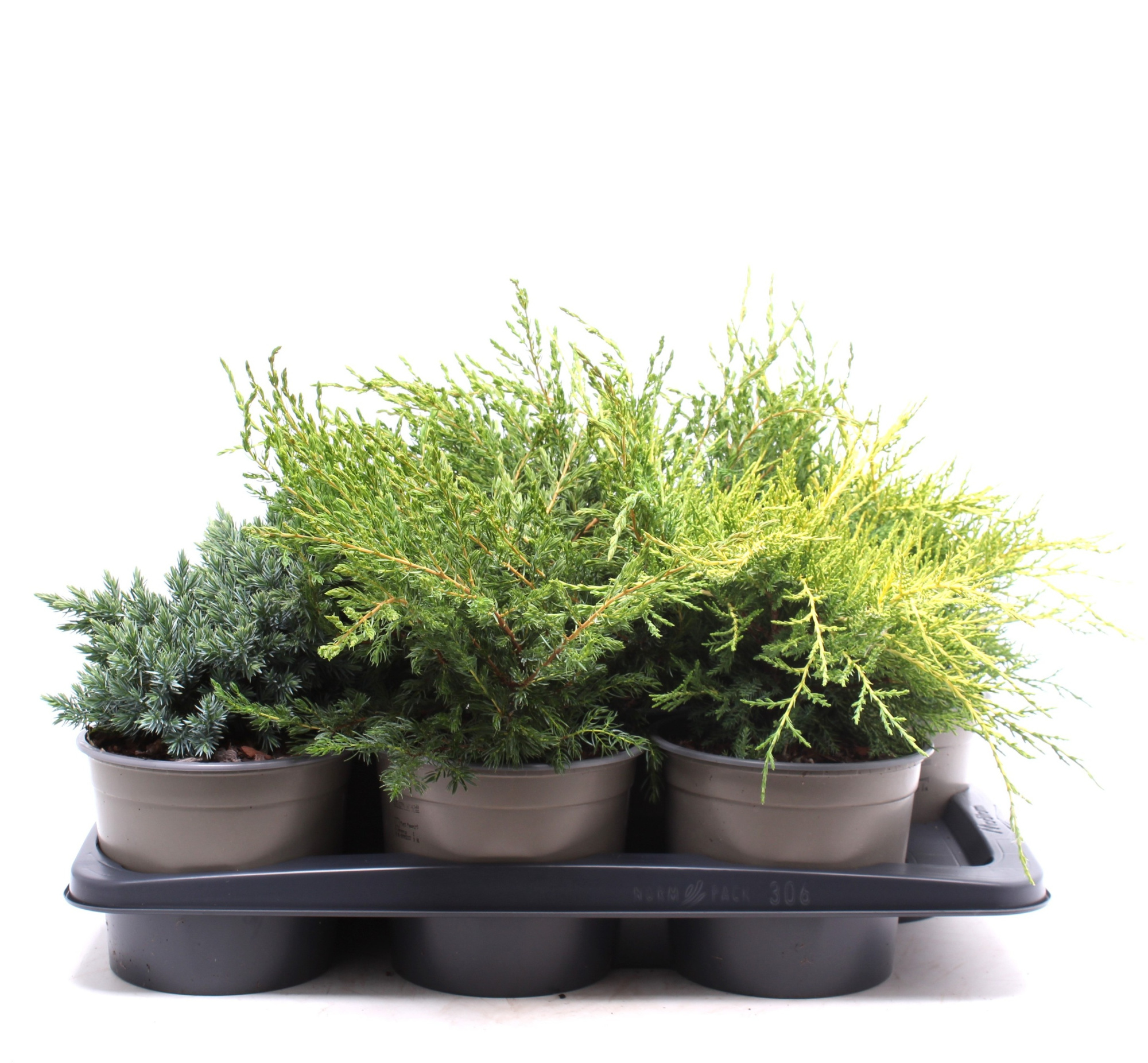 Platgroeiende mix P-17, D 17 cm