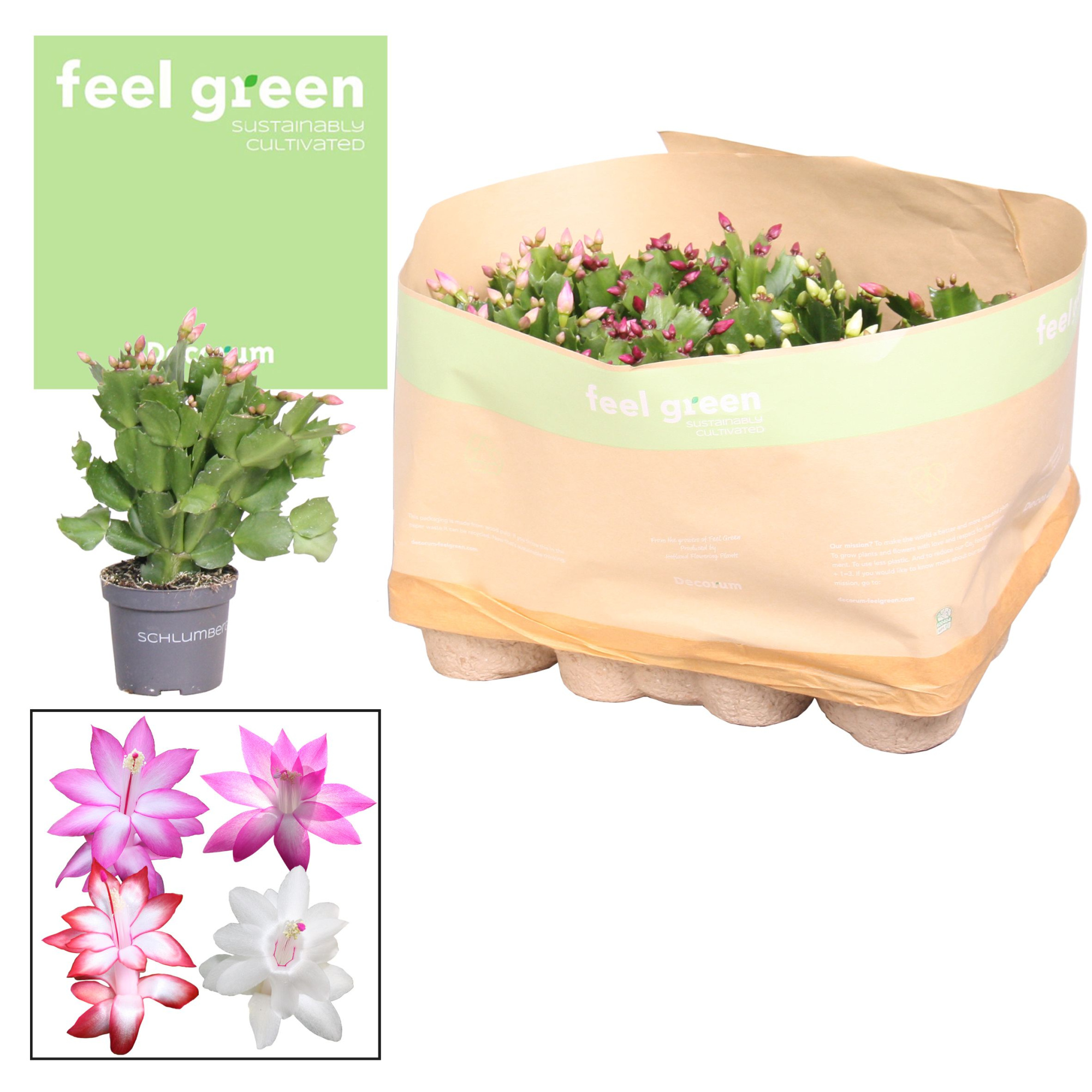 Schlumbergera - 9 cm - Mix - FEEL GREEN Decorum, D 9 cm