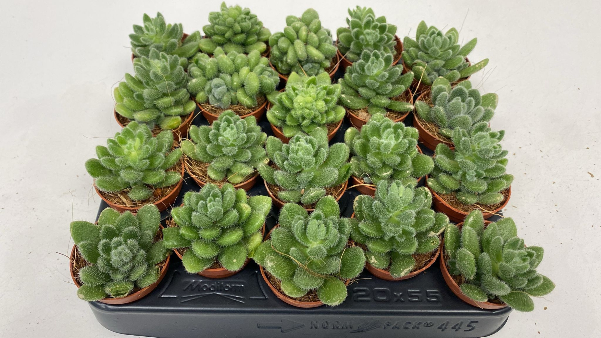 Sedum setosa, D 5,5