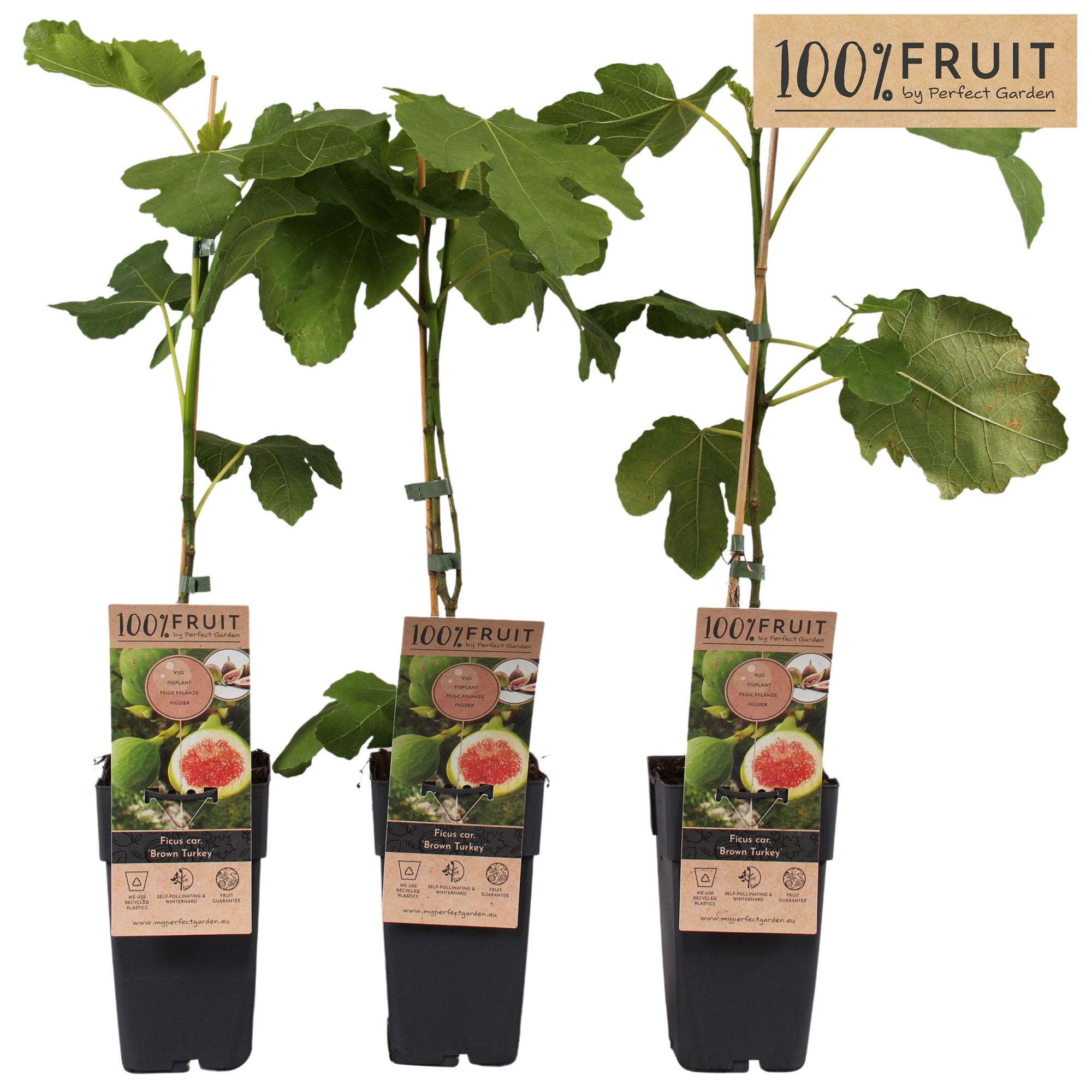 Ficus carica Brown Turkey P15, D 15 cm