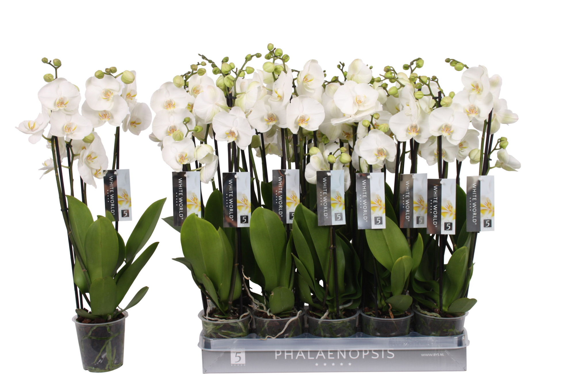 Phalaenopsis White World, 4-spike 25+, D 12