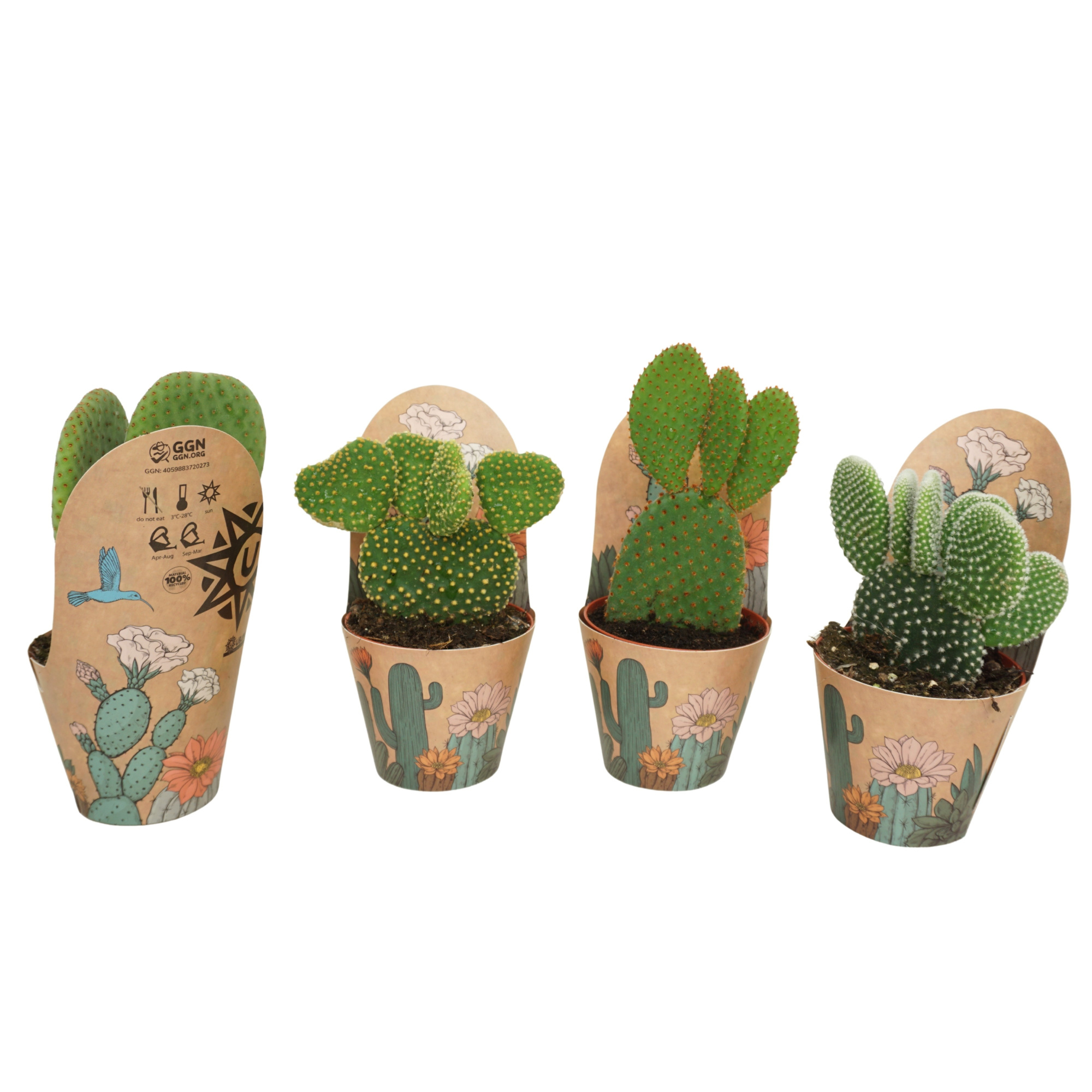 Opuntia mix 8,5 cm in Ubink potcover, D 8,5 cm