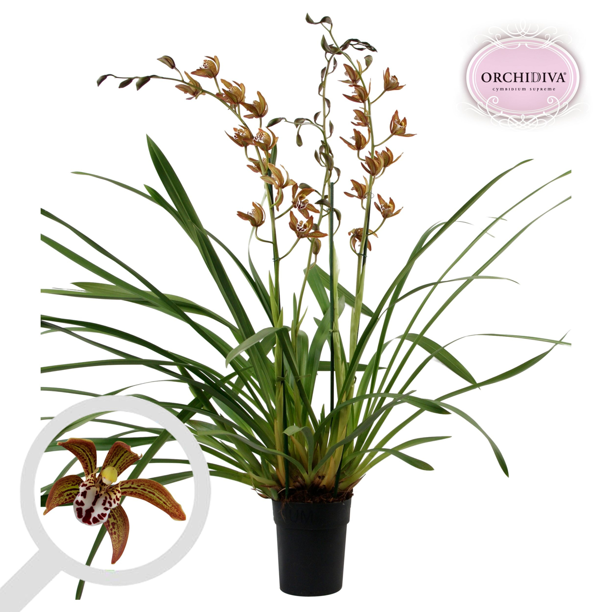 Cymbidium Magic Chocolate 3 tak, D 14