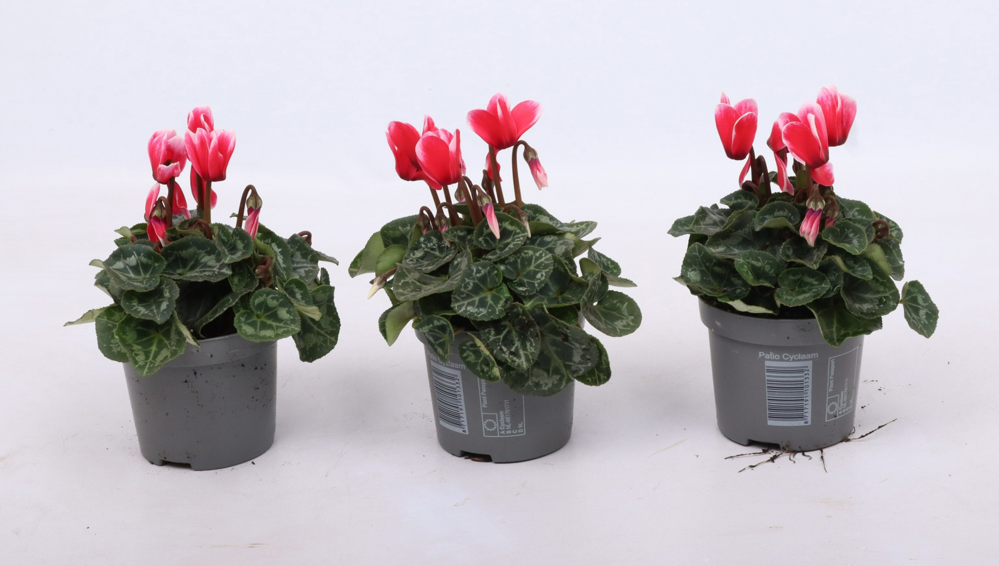 Cyclamen Metis Fantasia Salmon 9 cm, D 9