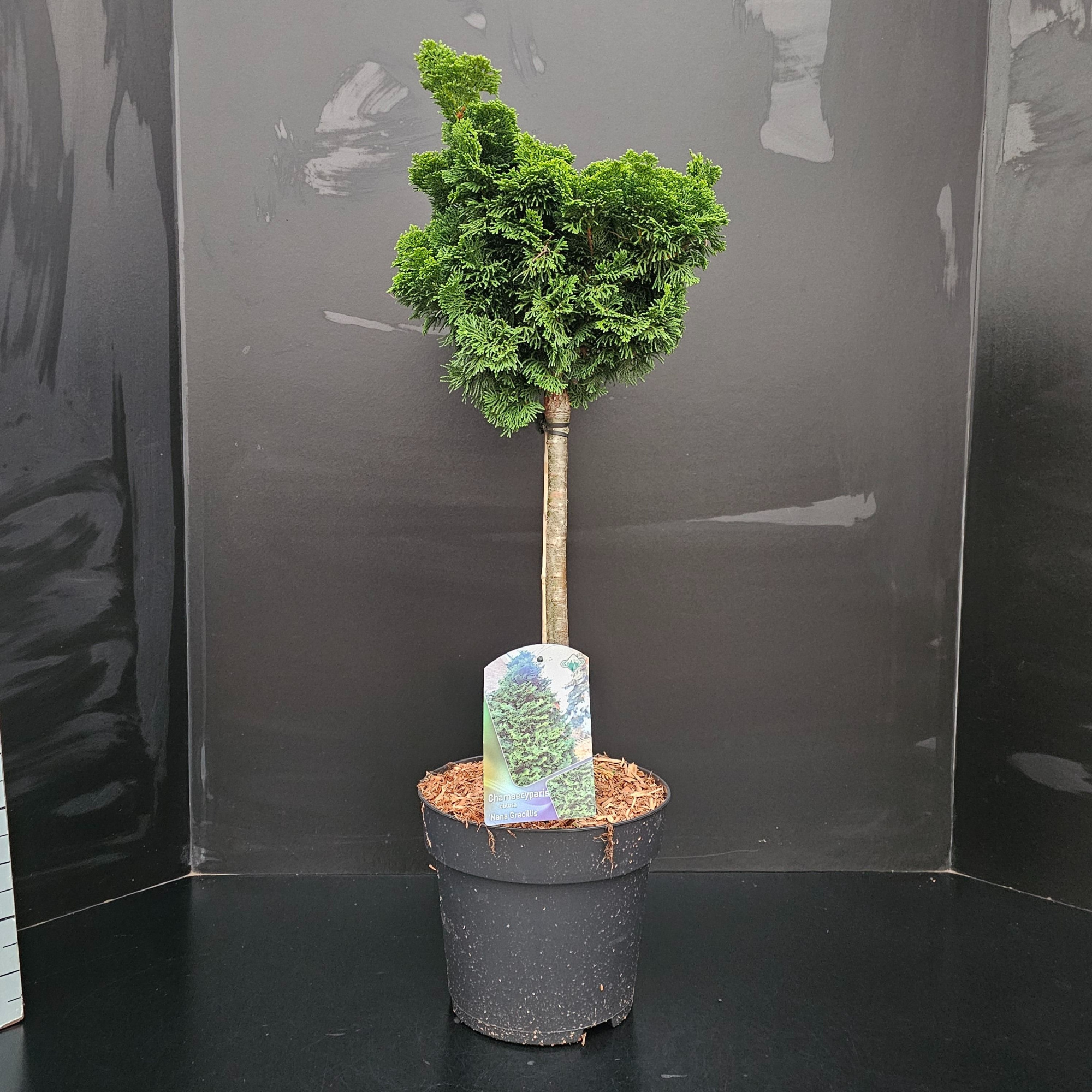 Chamaecyparis obtusa 'Nana Gracilis' 50/+, D 24 cm
