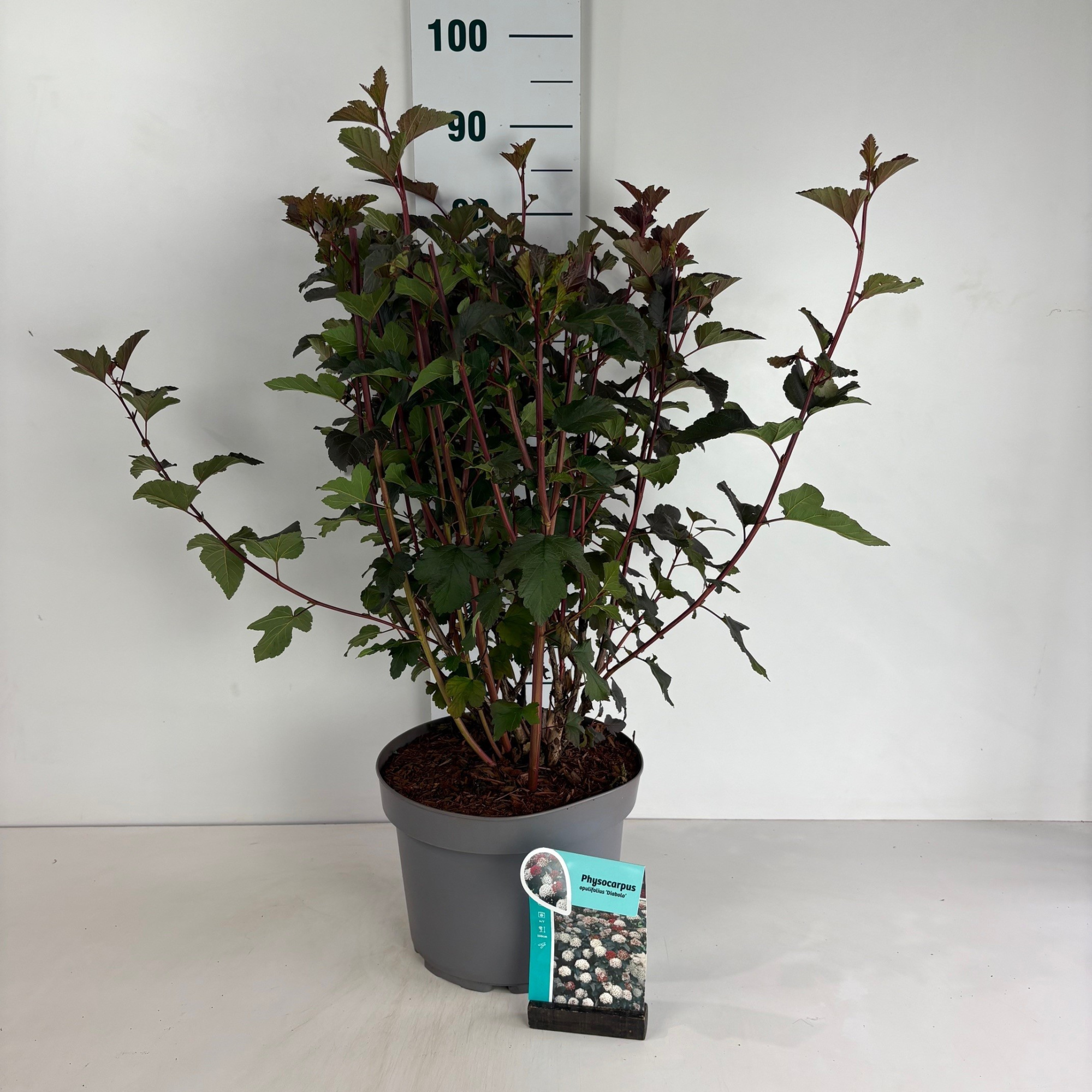 Physocarpus opulifolius Diabolo, D 29 cm