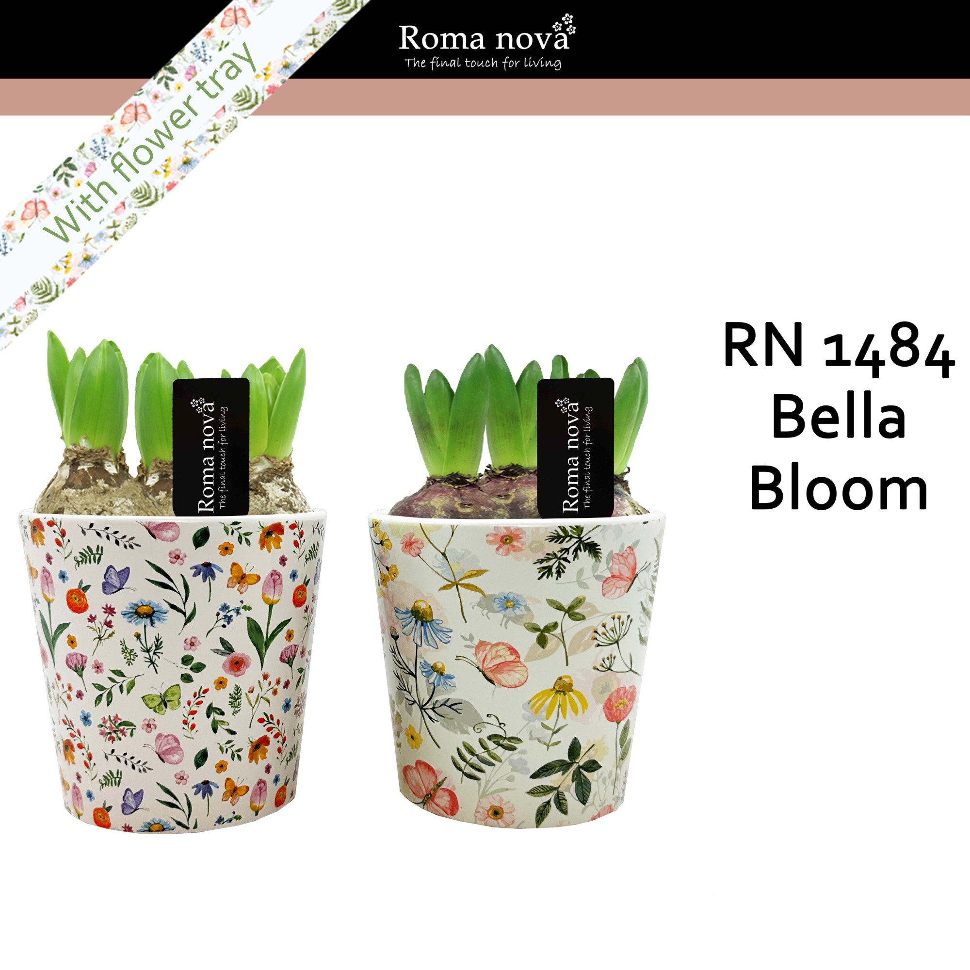 1484 - Bella Bloom (Hyacint), D 12