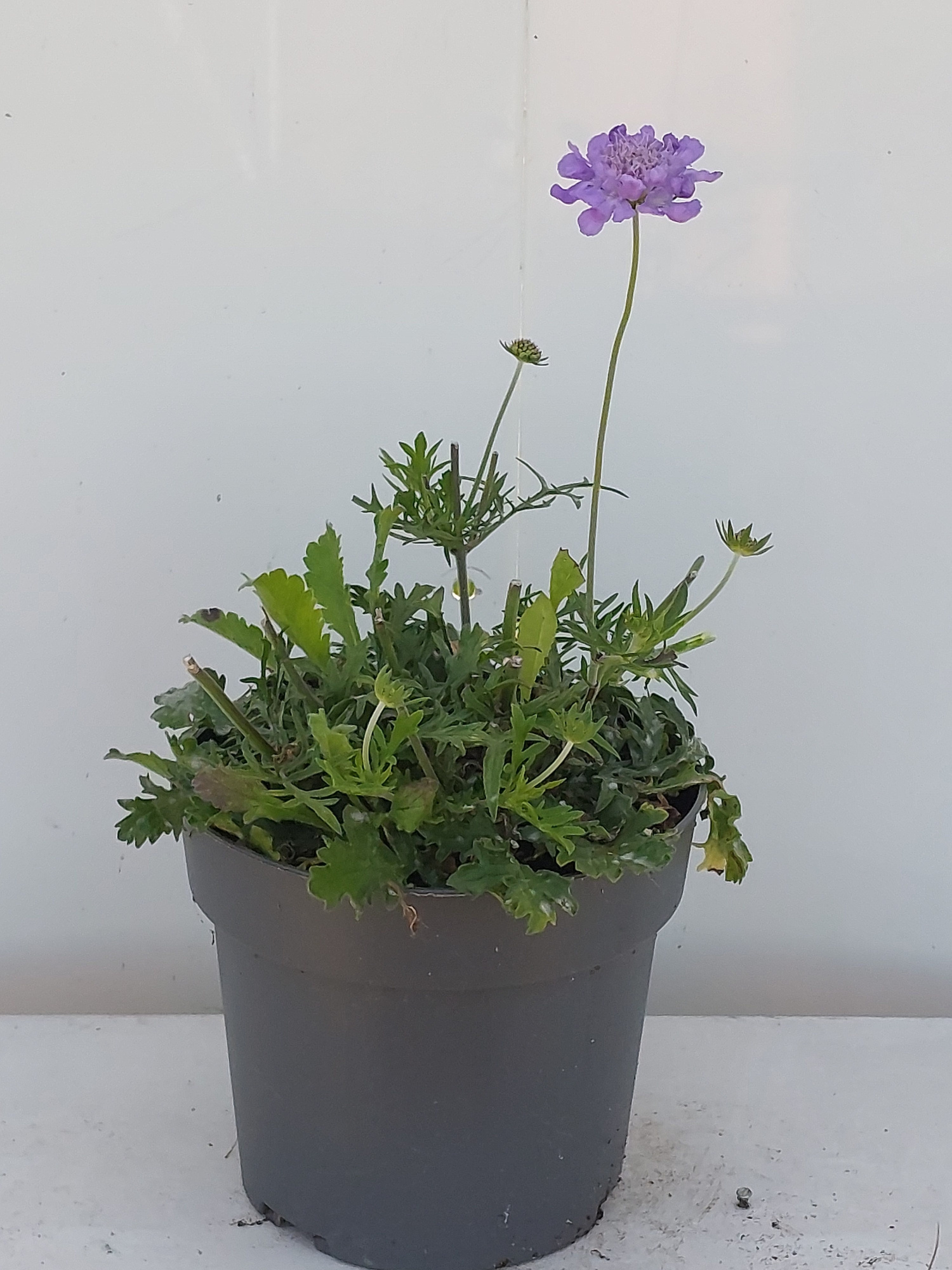 Scabiosa Butterfly Blue, D 17