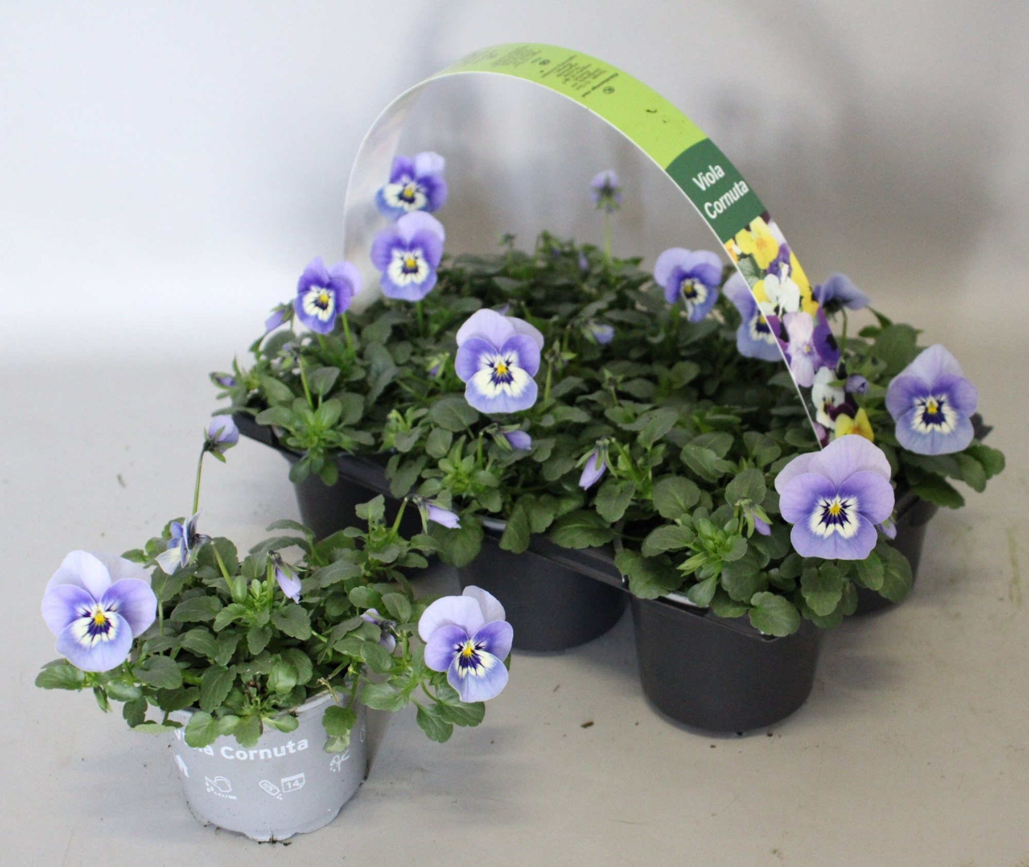 Viola cornuta 6-pack 9cm Marina, D 9 cm
