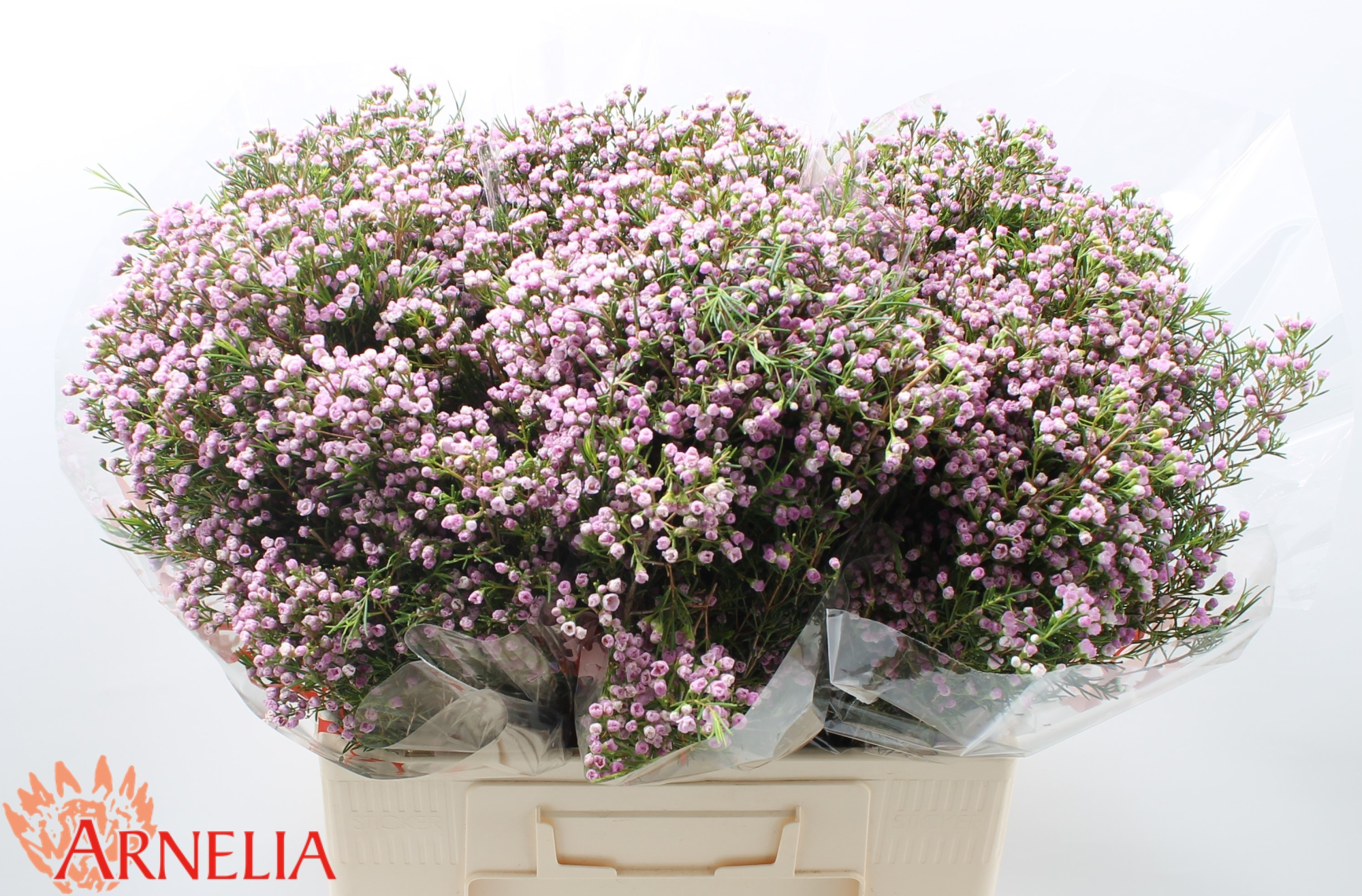 Шамелациум Пируэт 60, шт.