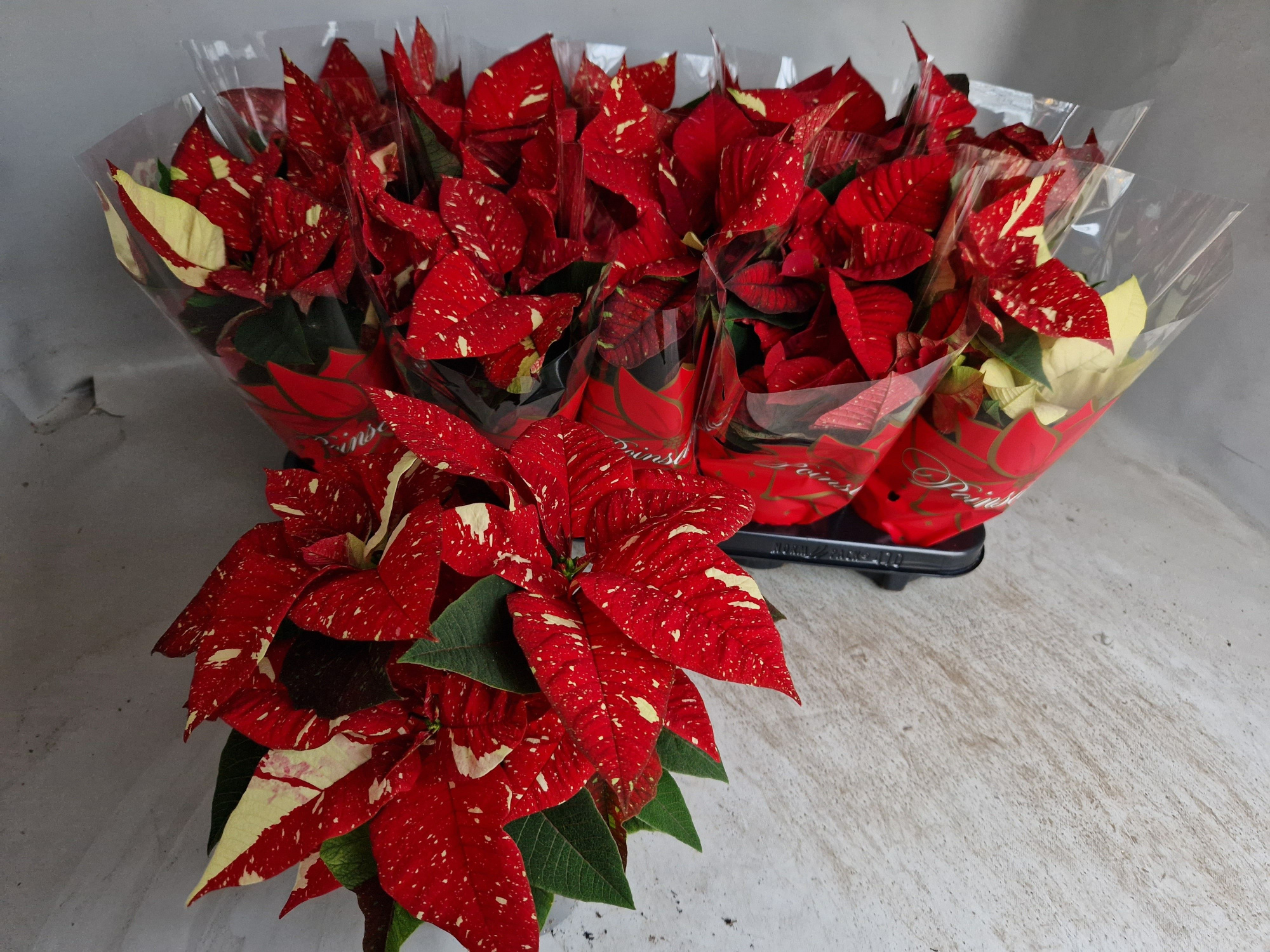 superba new glitter, D 11 cm