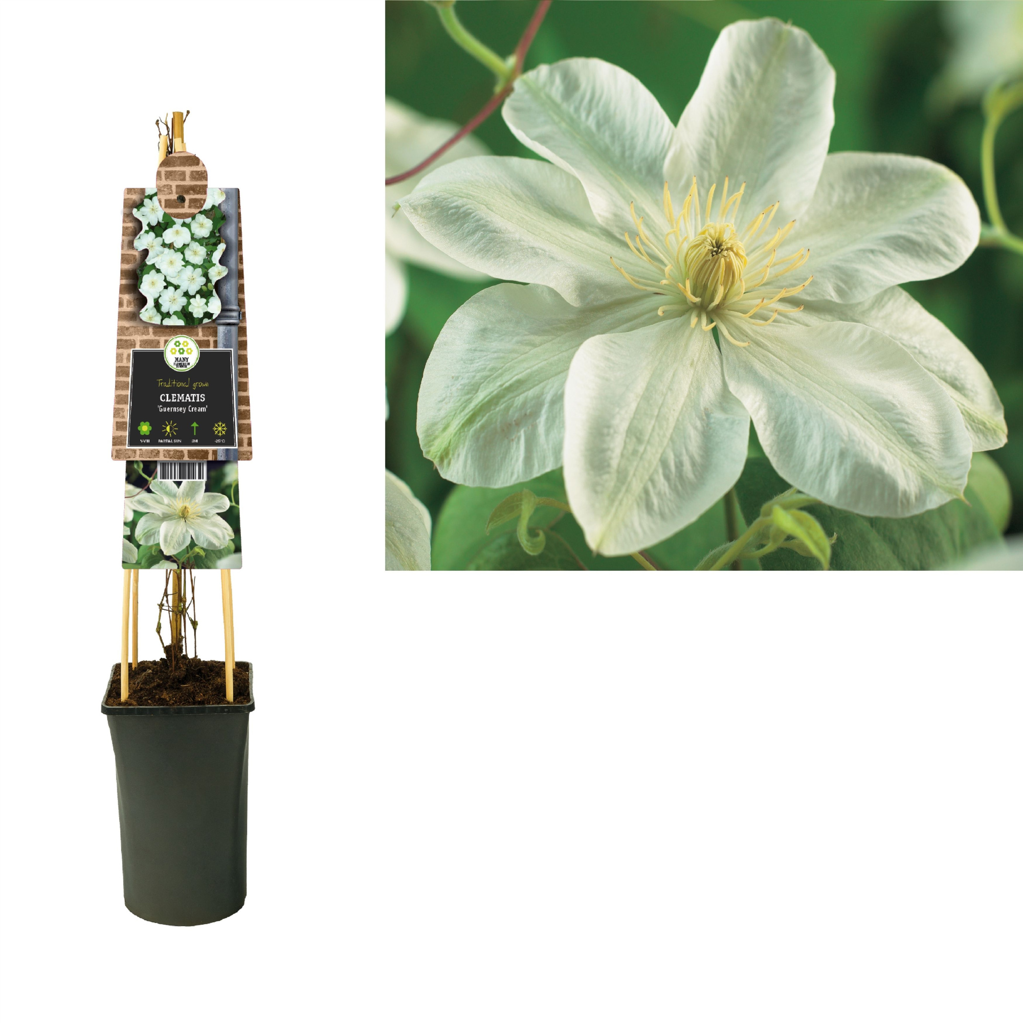 Clematis 'Guernsey Cream' +3.0 label, D 17