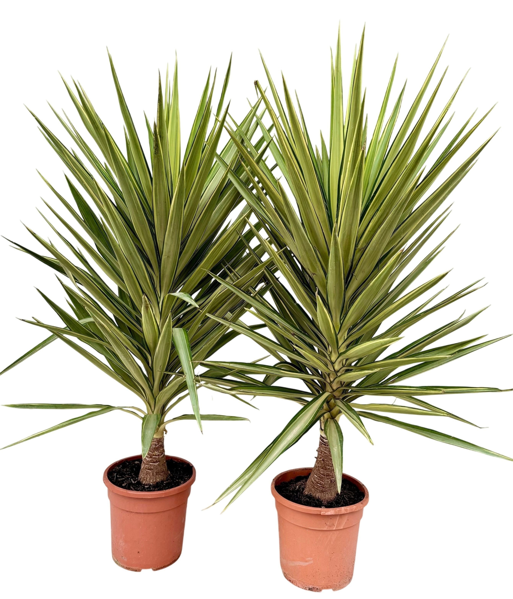 Yucca jewel P30 H150, D 30