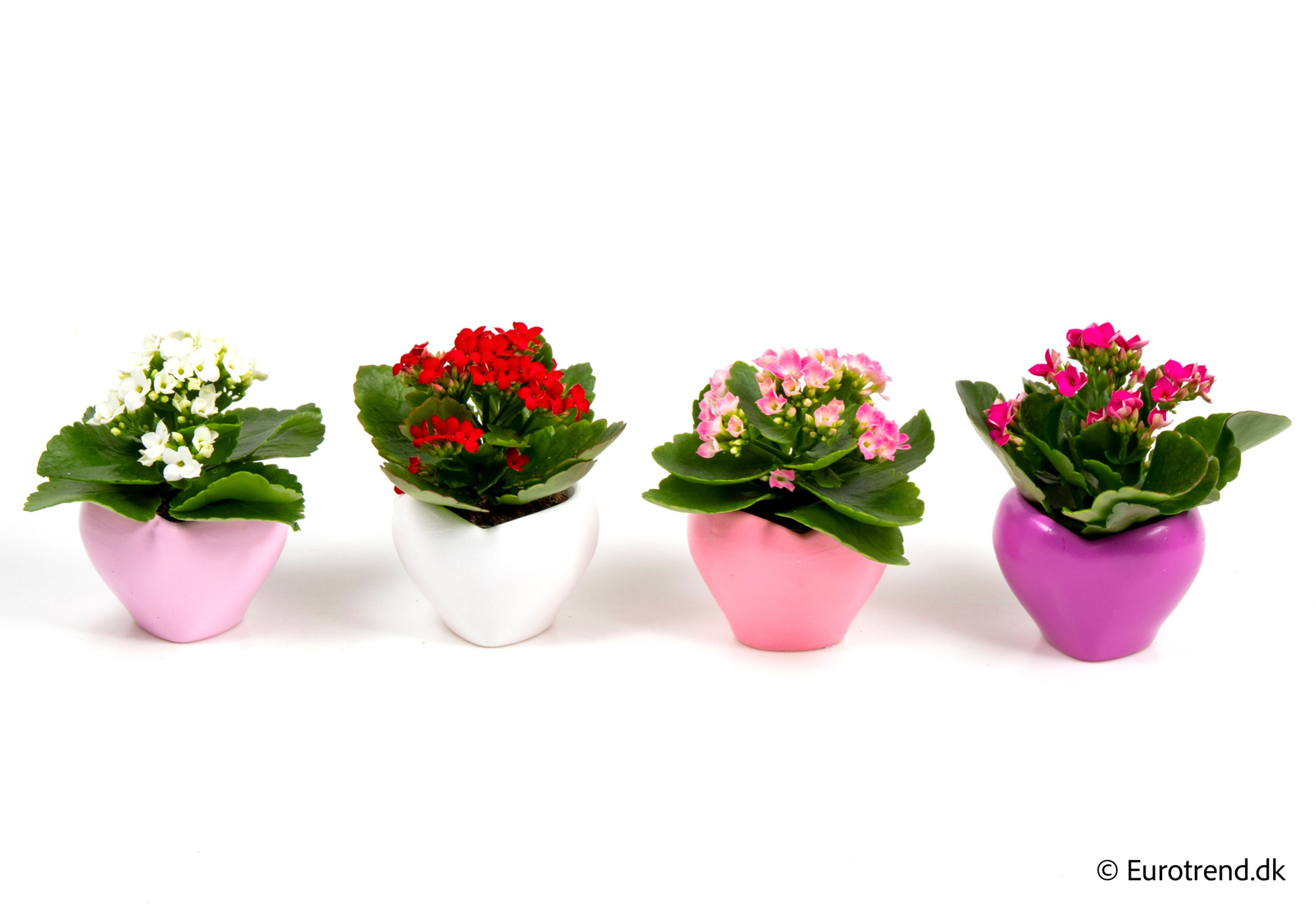 Kalanchoe in Valentine ceramic 2026, D 6