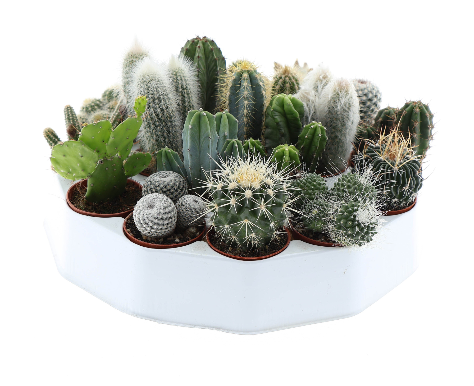 Cactus mix rondo, D 5,5 cm