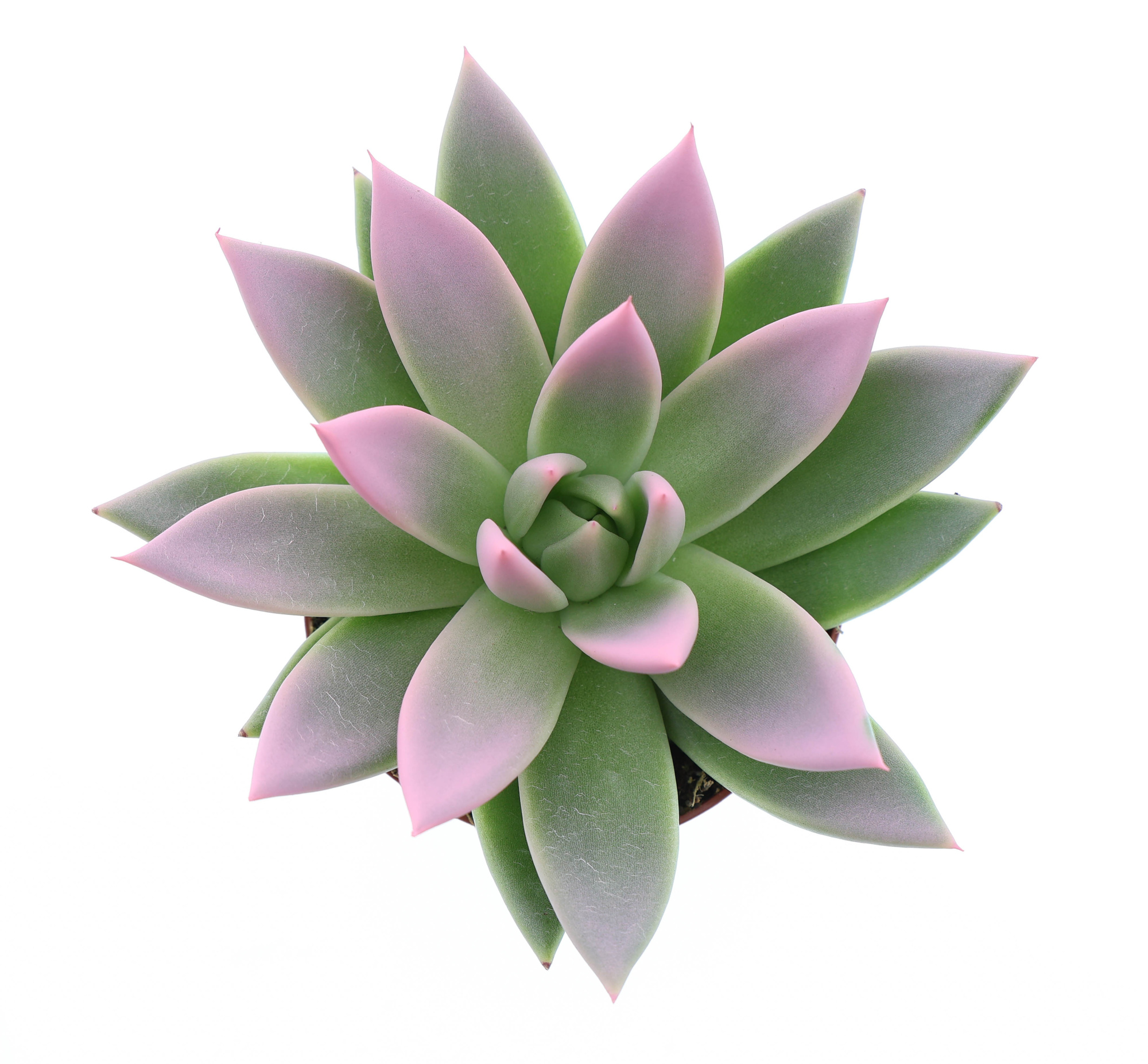 Miranda tips rose, D 8,5 cm