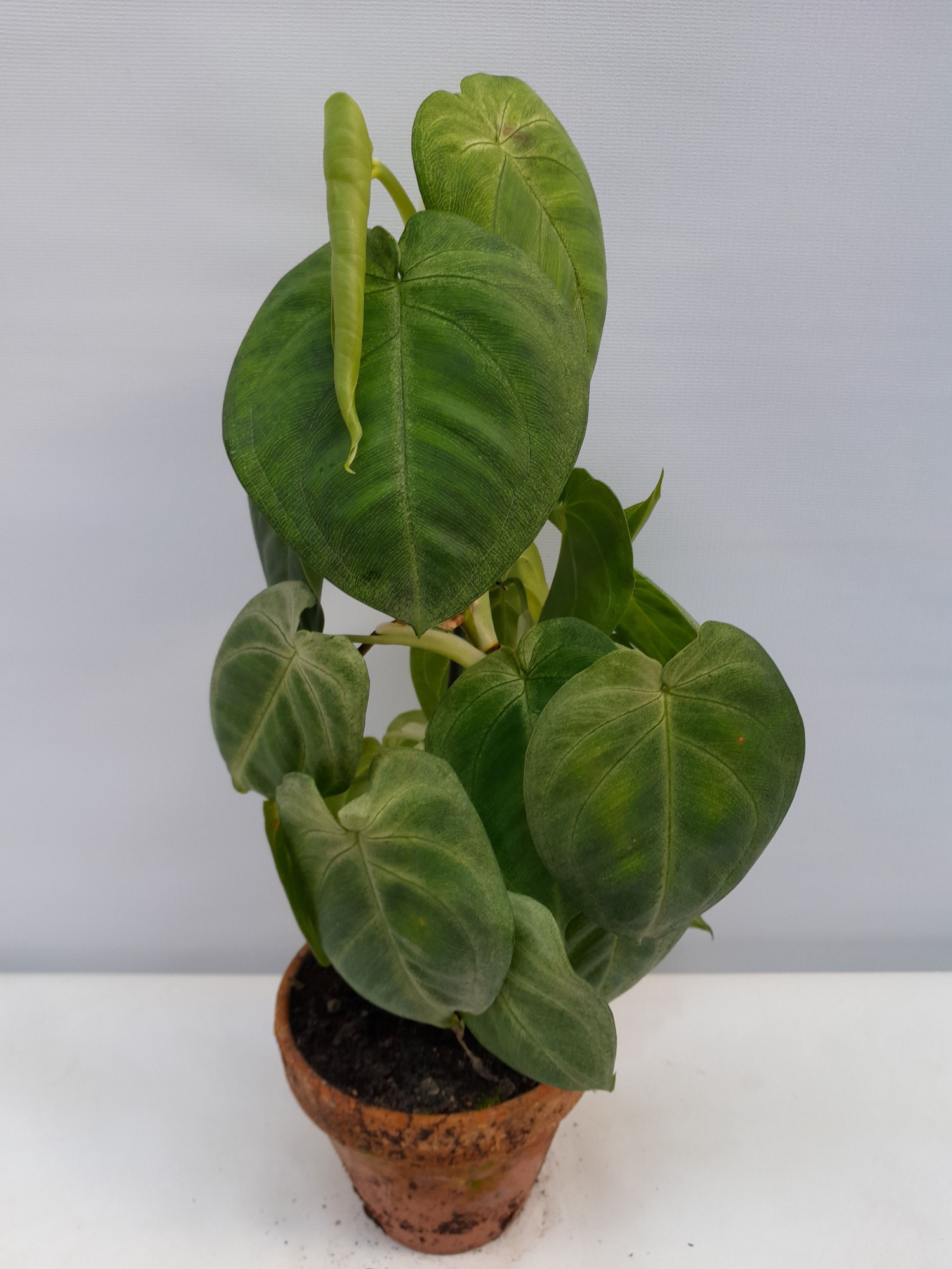 SYNGONIUM PODOPHYLLUM 'FROSTED HEART', D 12 cm