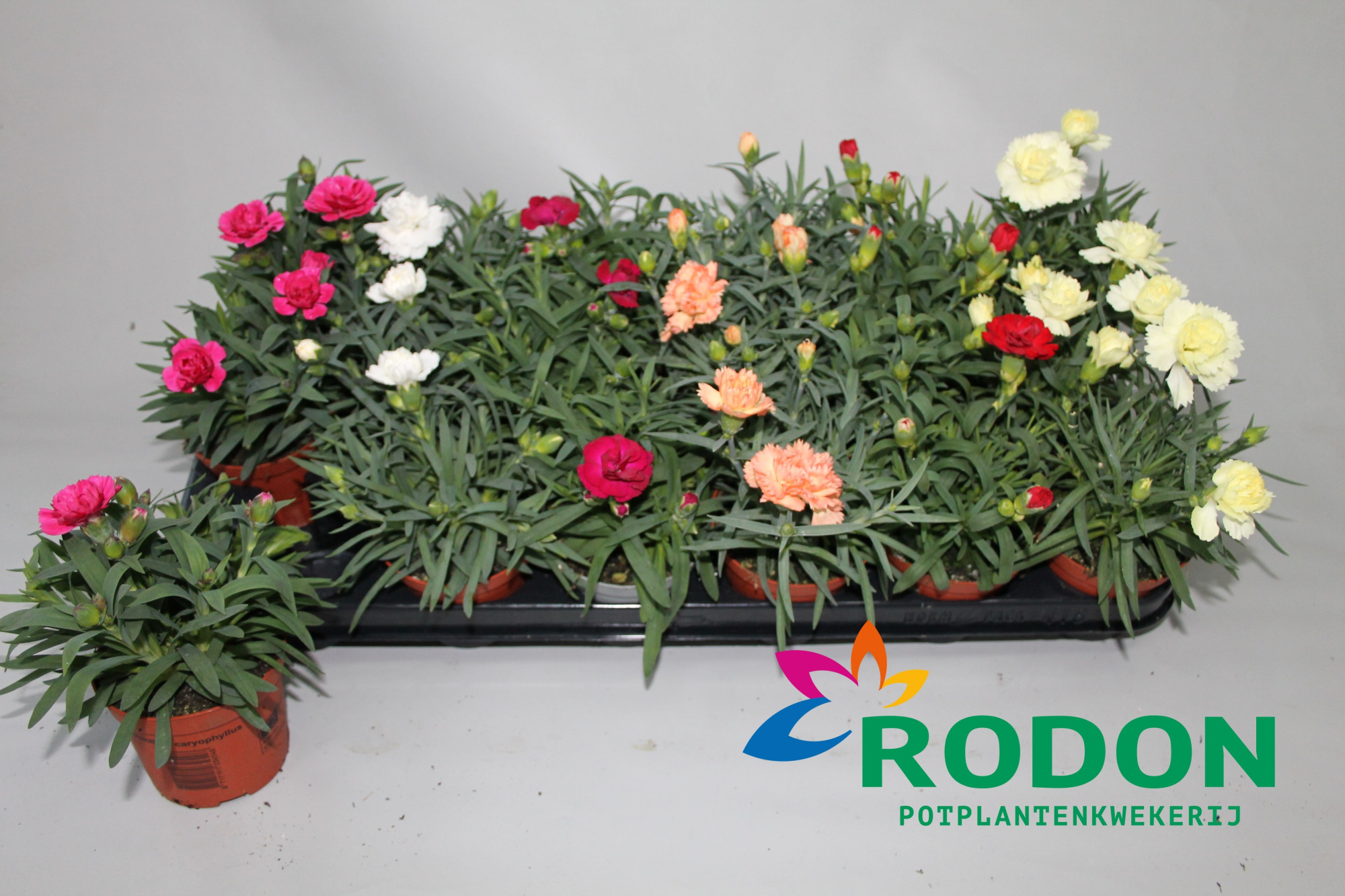 Dianthus Gemengde tray p9, D 9