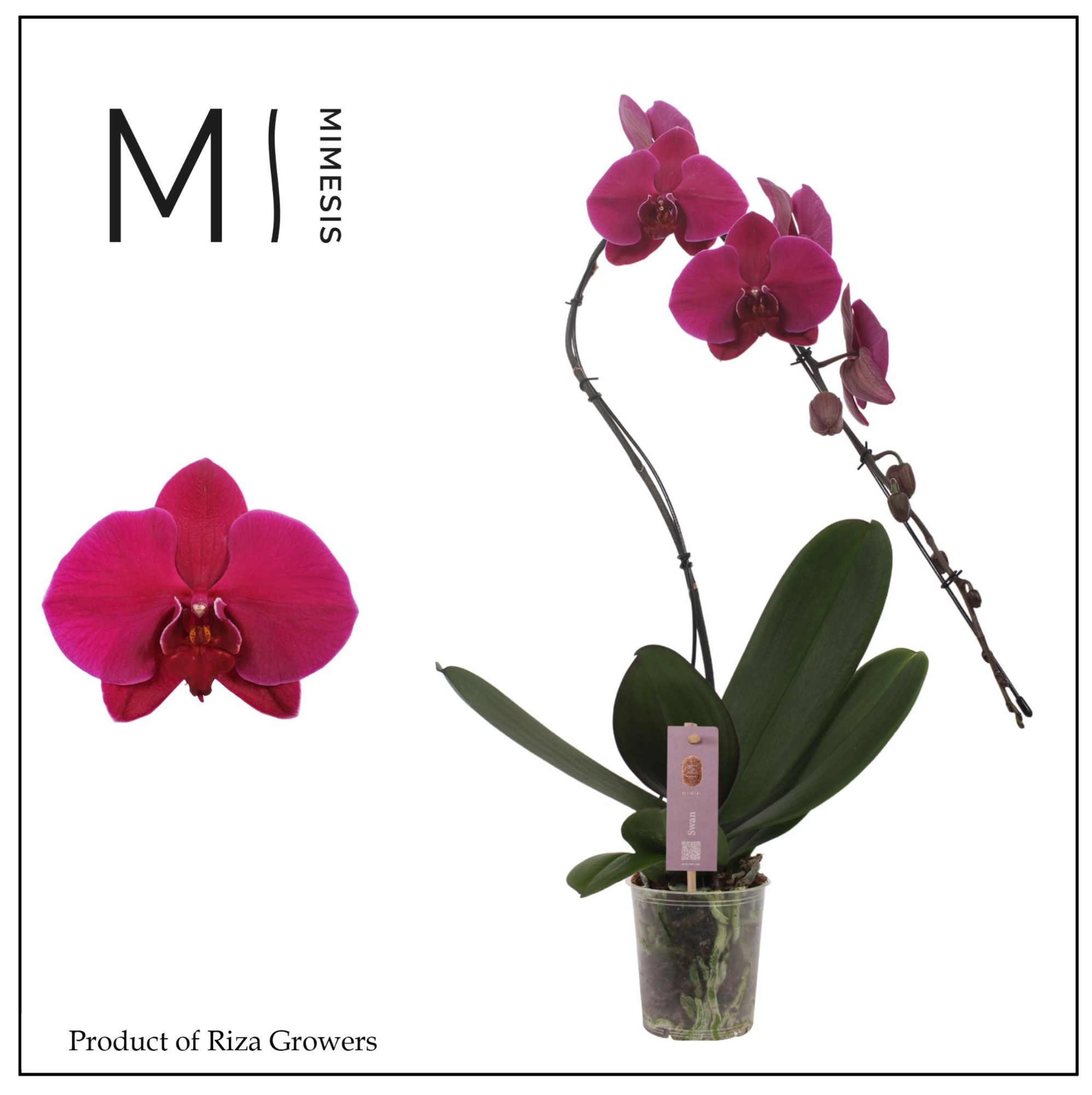 Phalaenopsis Swan Purple 1 spike - 12cm | Mimesis, D 12 cm