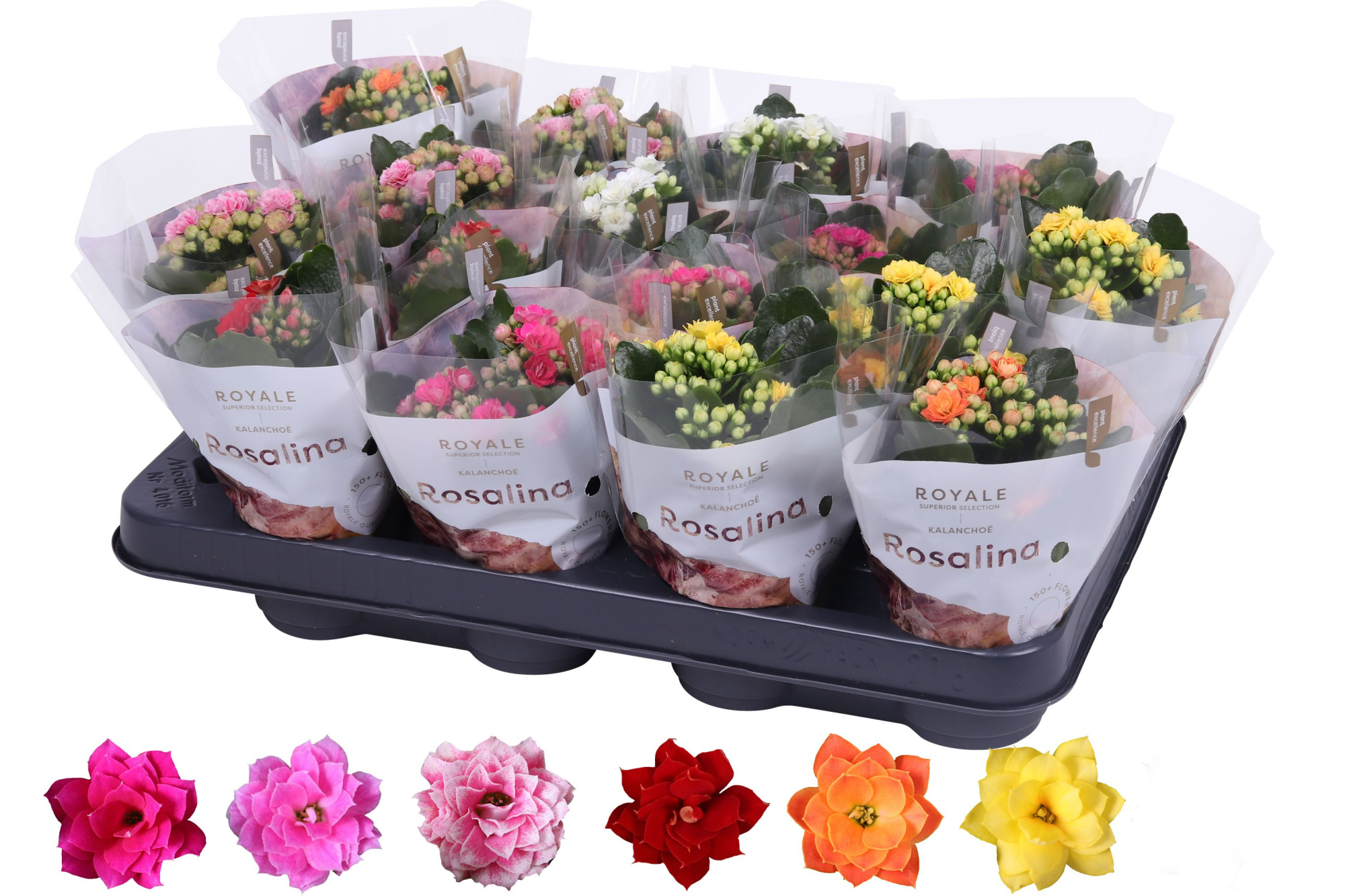 Kalanchoe Rosalina 07cm mix, Royale zonder wit, D 7