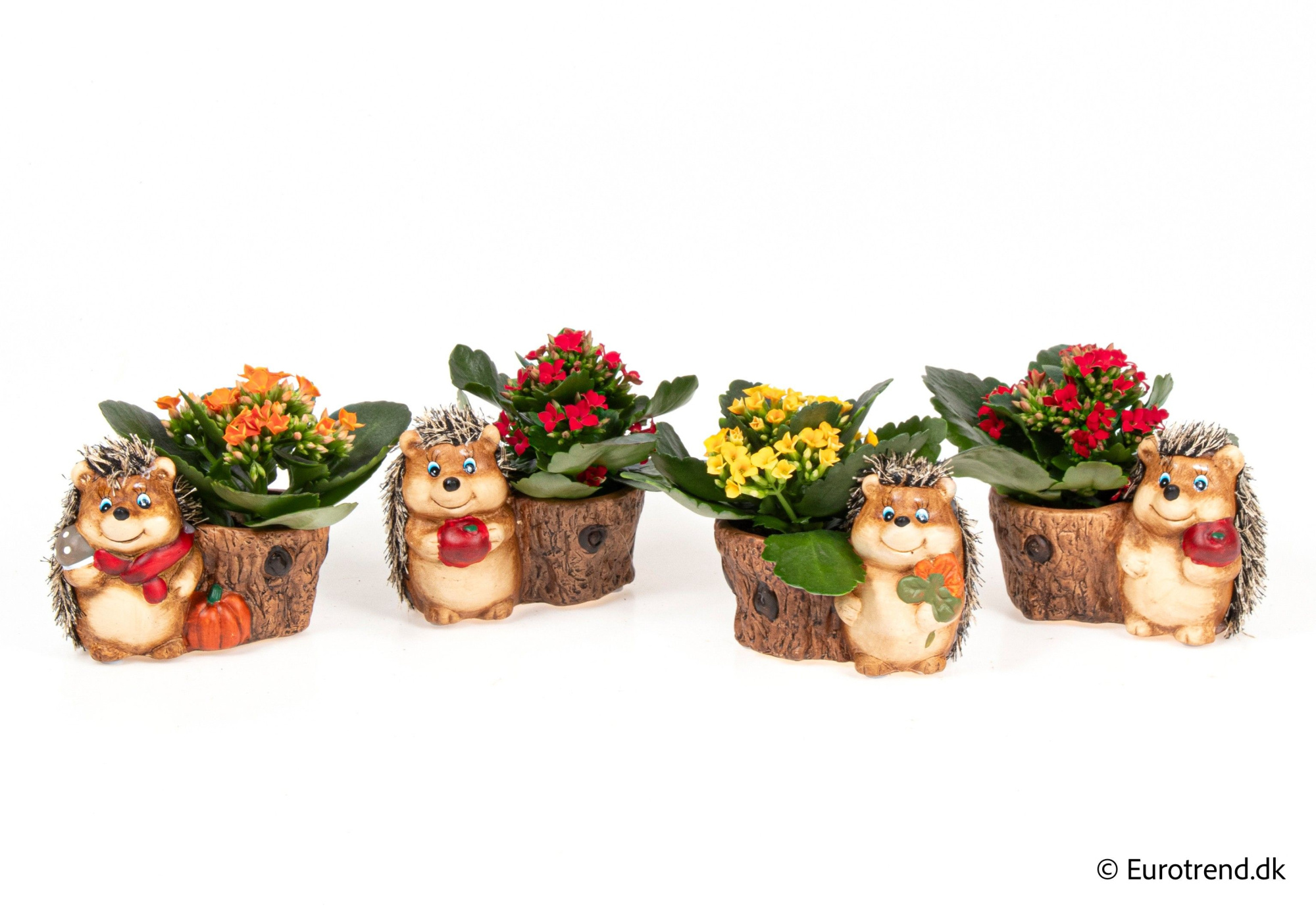 Kalanchoe in hedgehog autumn ceramic hegdehog - Spring, Summer & Autumn 2025, D 6 cm