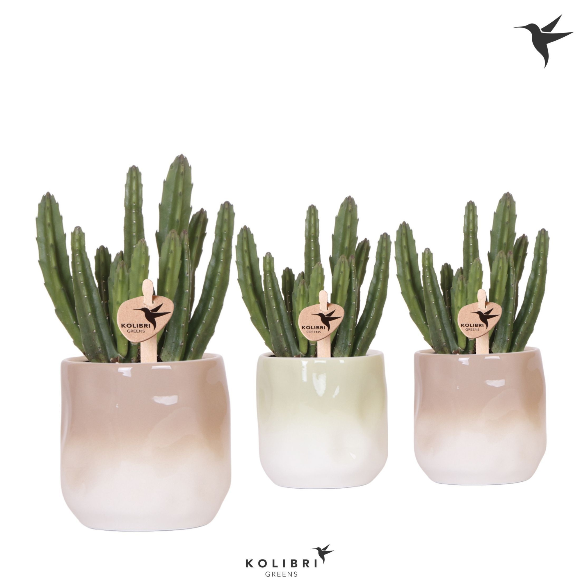 Kolibri Greens Stapelia Leendertziae in Gradience pot sand mix, D 9 cm