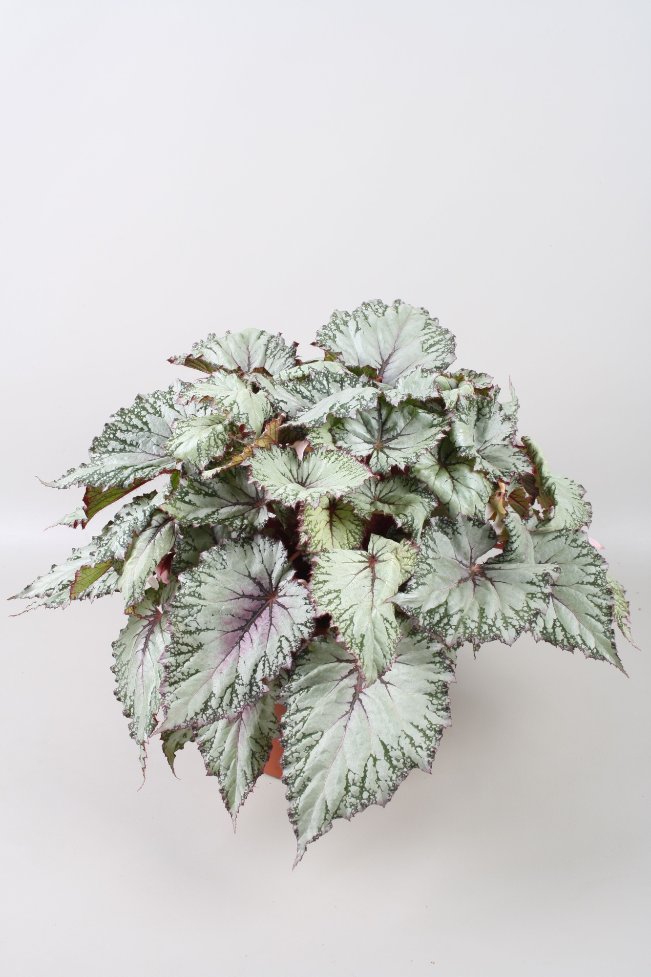 Begonia Beleaf Asian Tundra, D 17