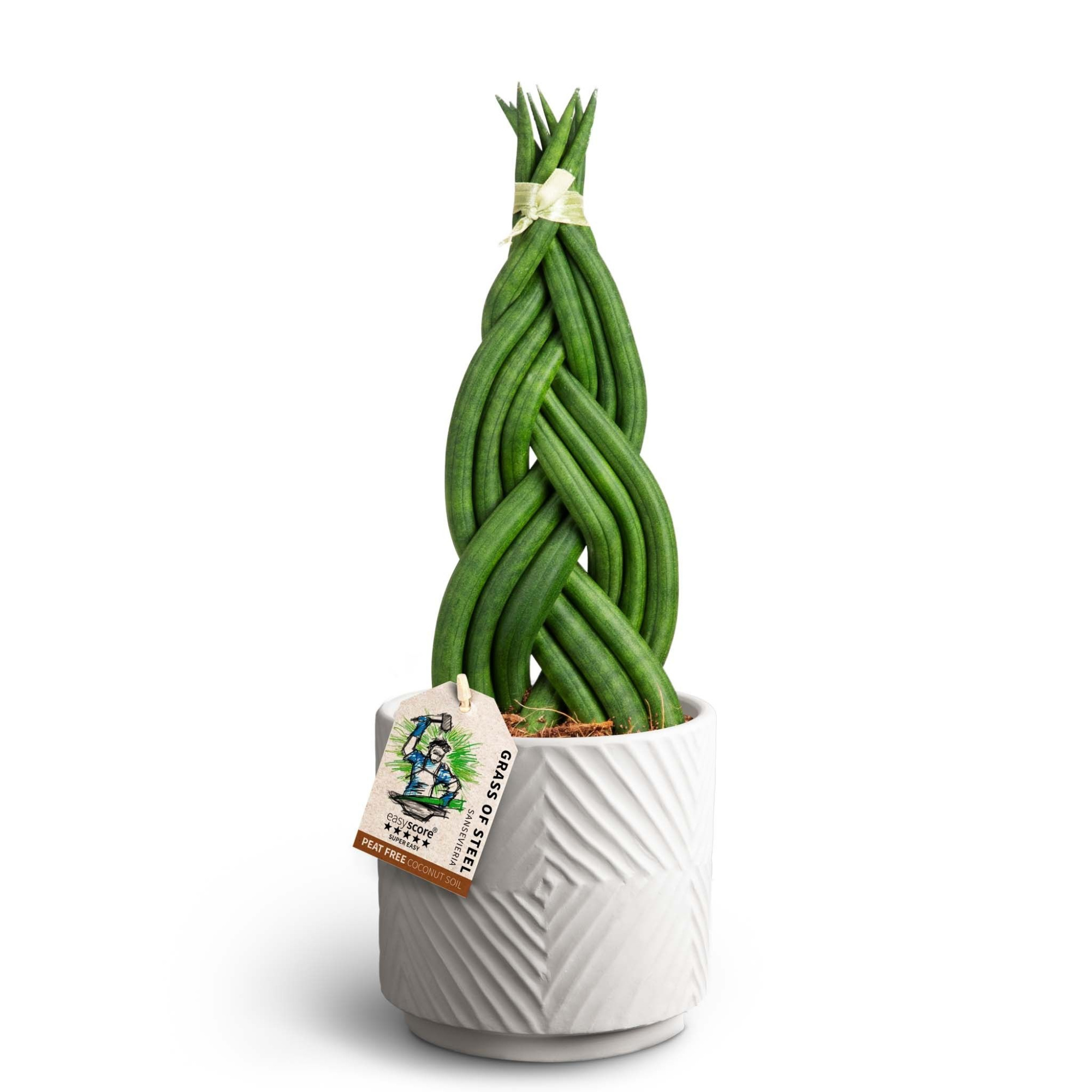 Dune Sand, Sansevieria Braid, D 12 cm