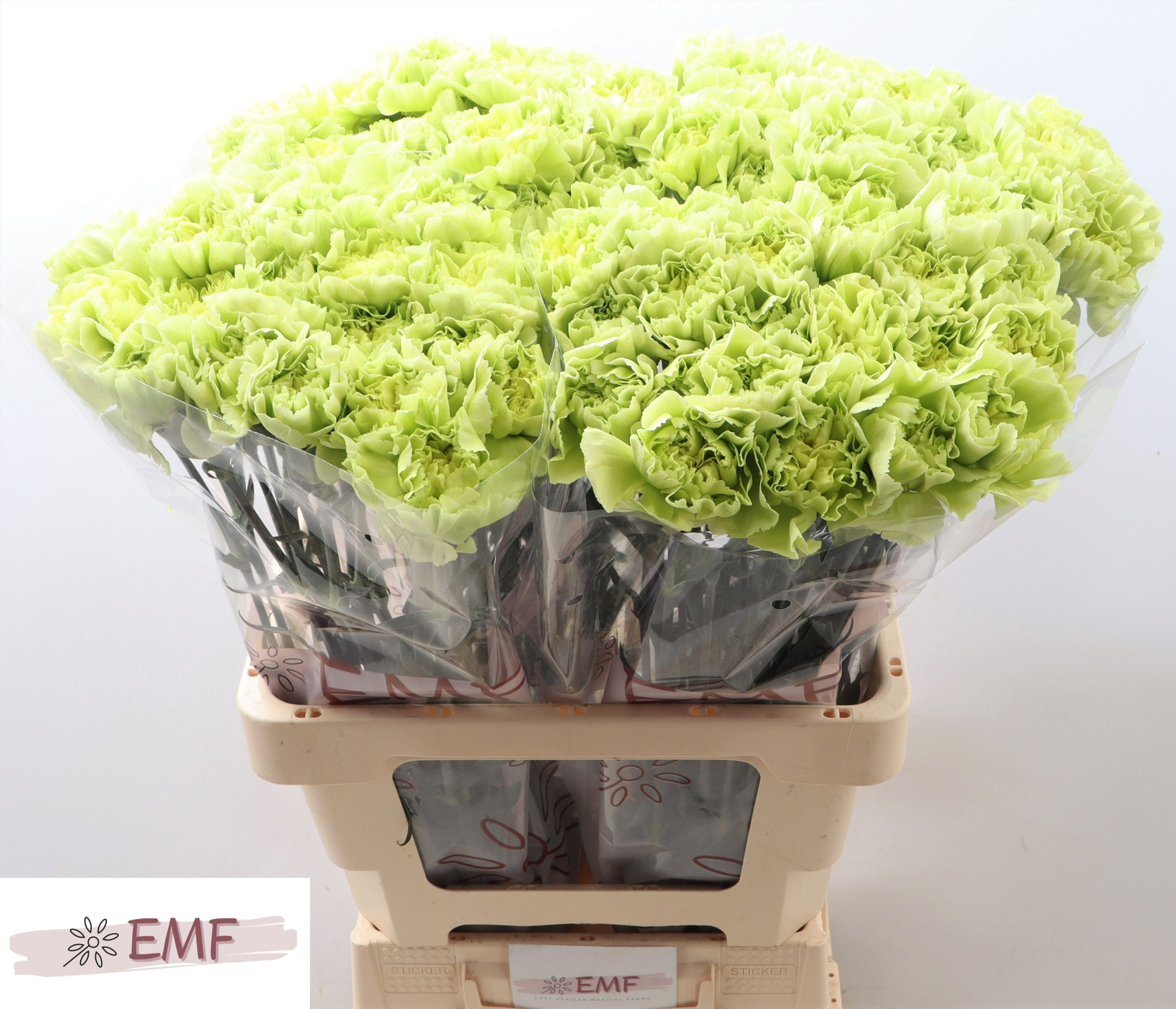 Диантус од. Селтик Грин, шт.