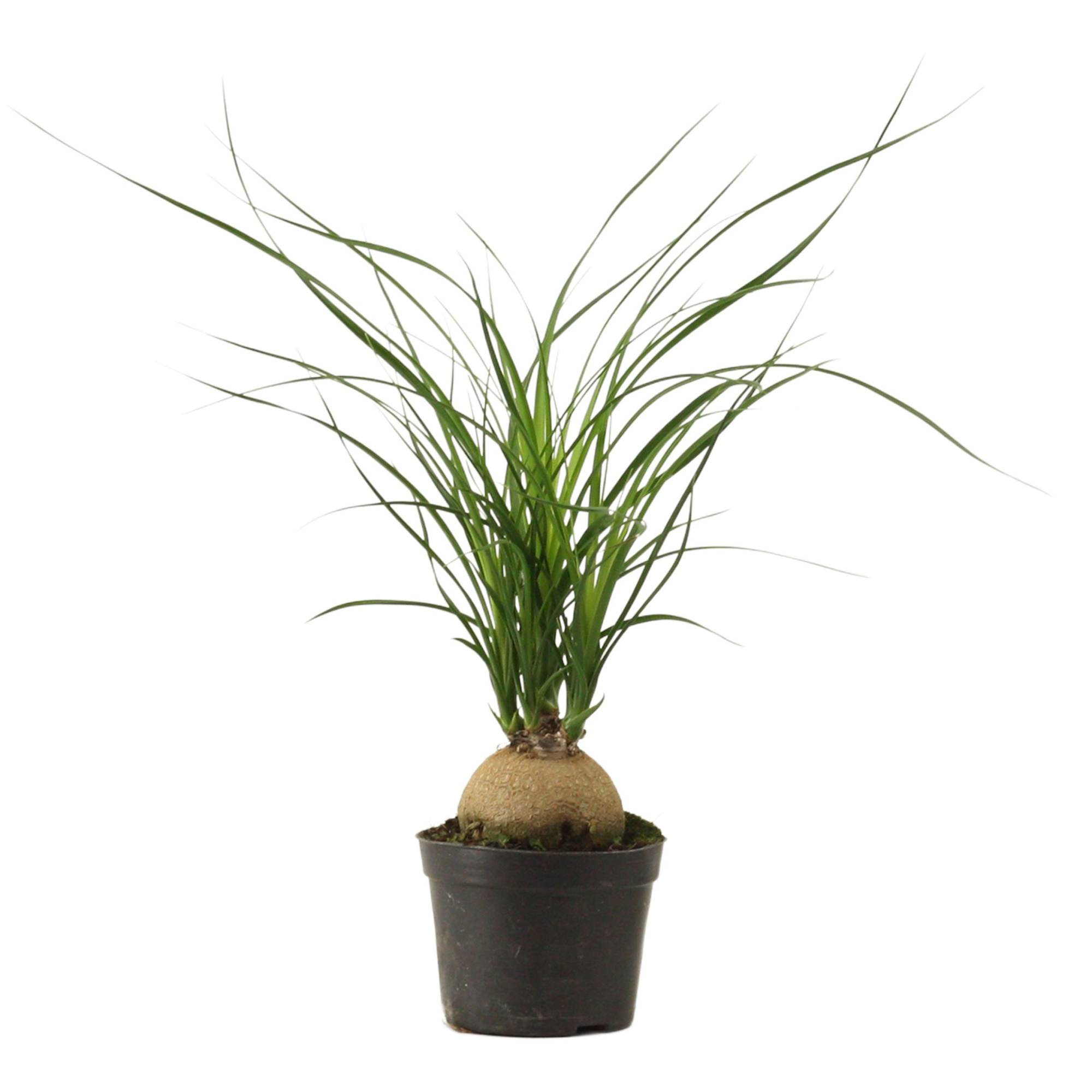 Beaucarnea bol 9 cm, D 9 cm