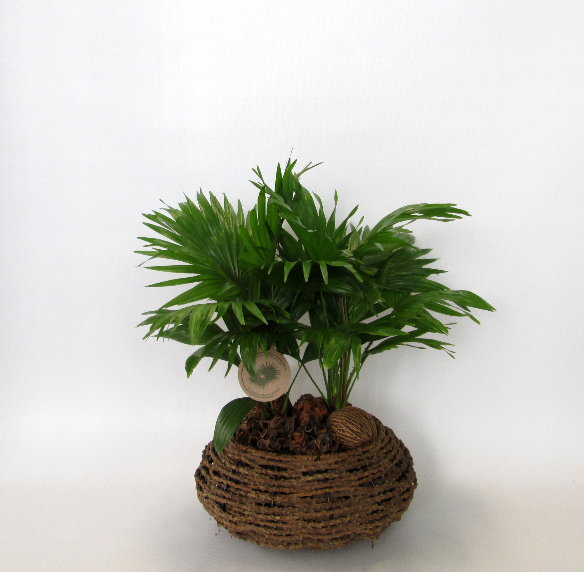 Livistona rotundifolia, D 32 cm