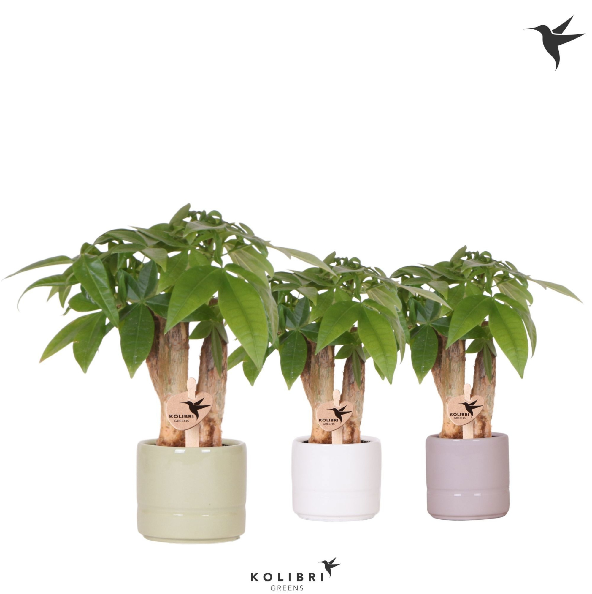 Kolibri Greens Pachira in Pastel pot mix, D 6