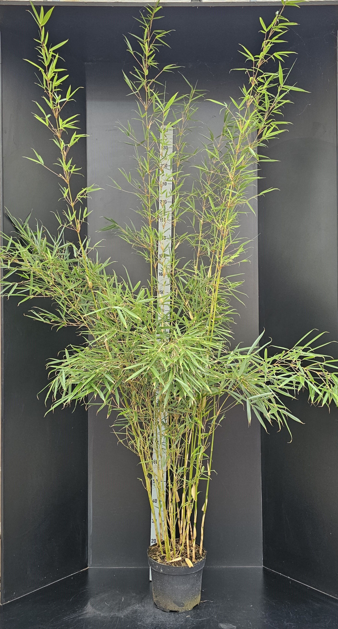 Fargesia robusta 'Campbell', D 29 cm