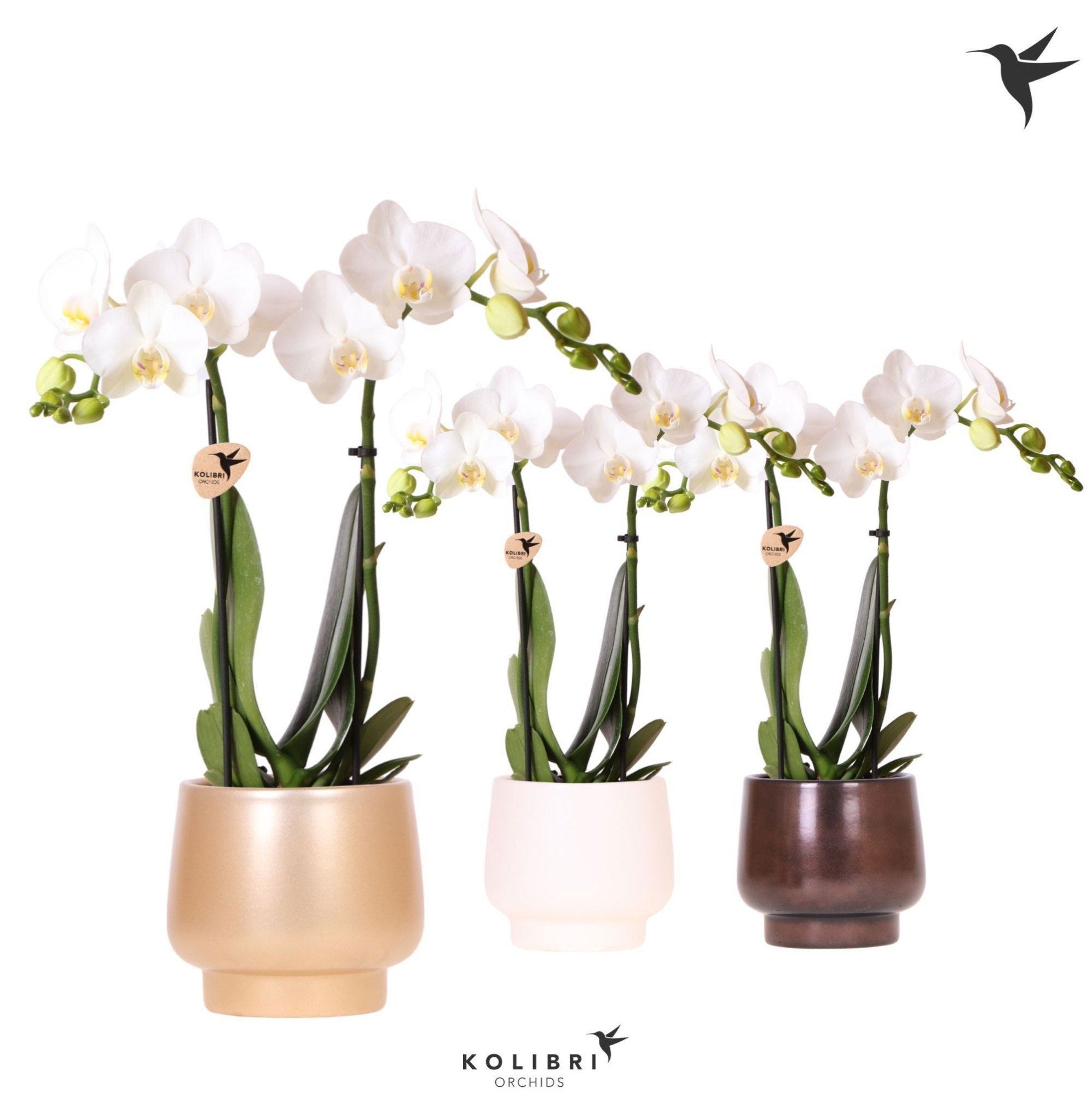 Kolibri Orchids Phalaenopsis white 2 spike in Scandic pot gold, D 9