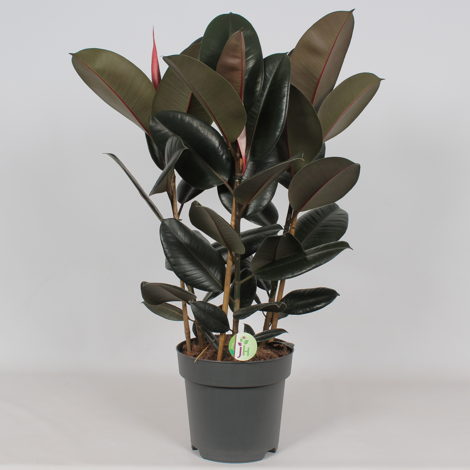 Ficus 'Abidjan', D 27