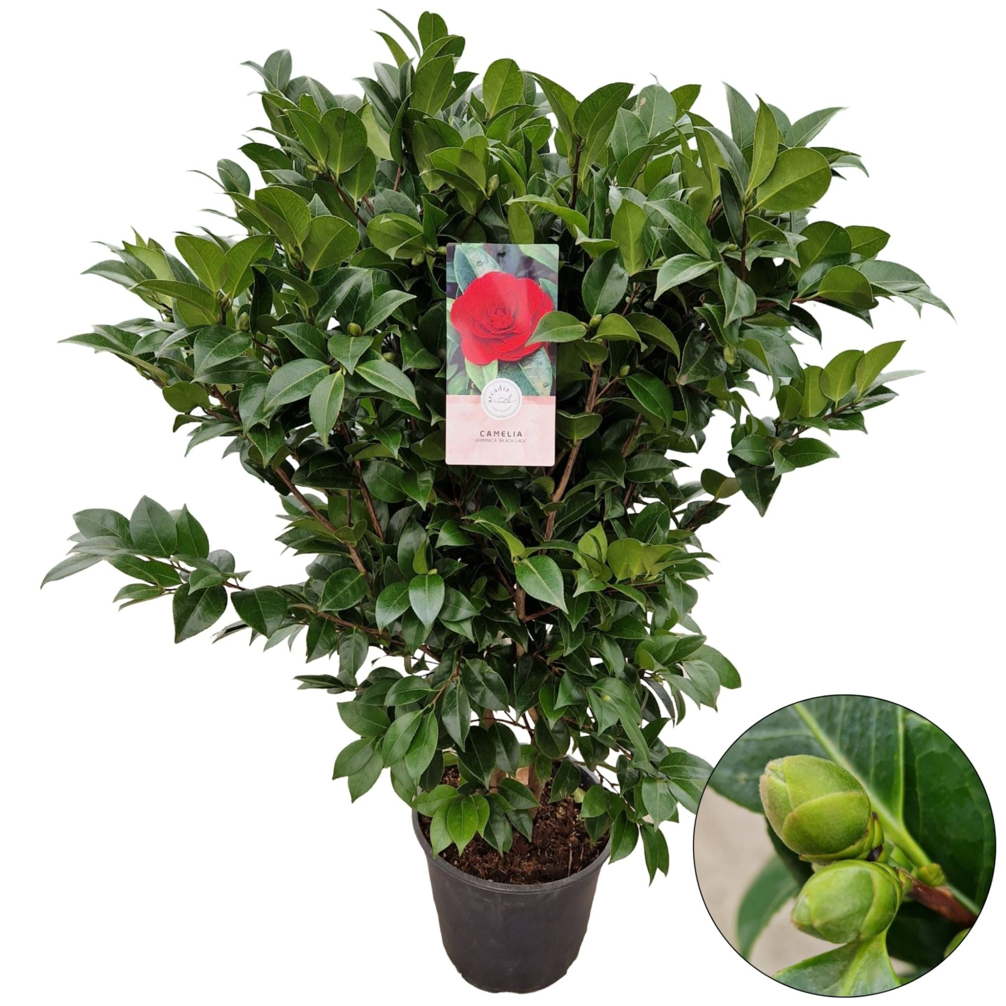 Camellia jap. 'Red', D 29 cm