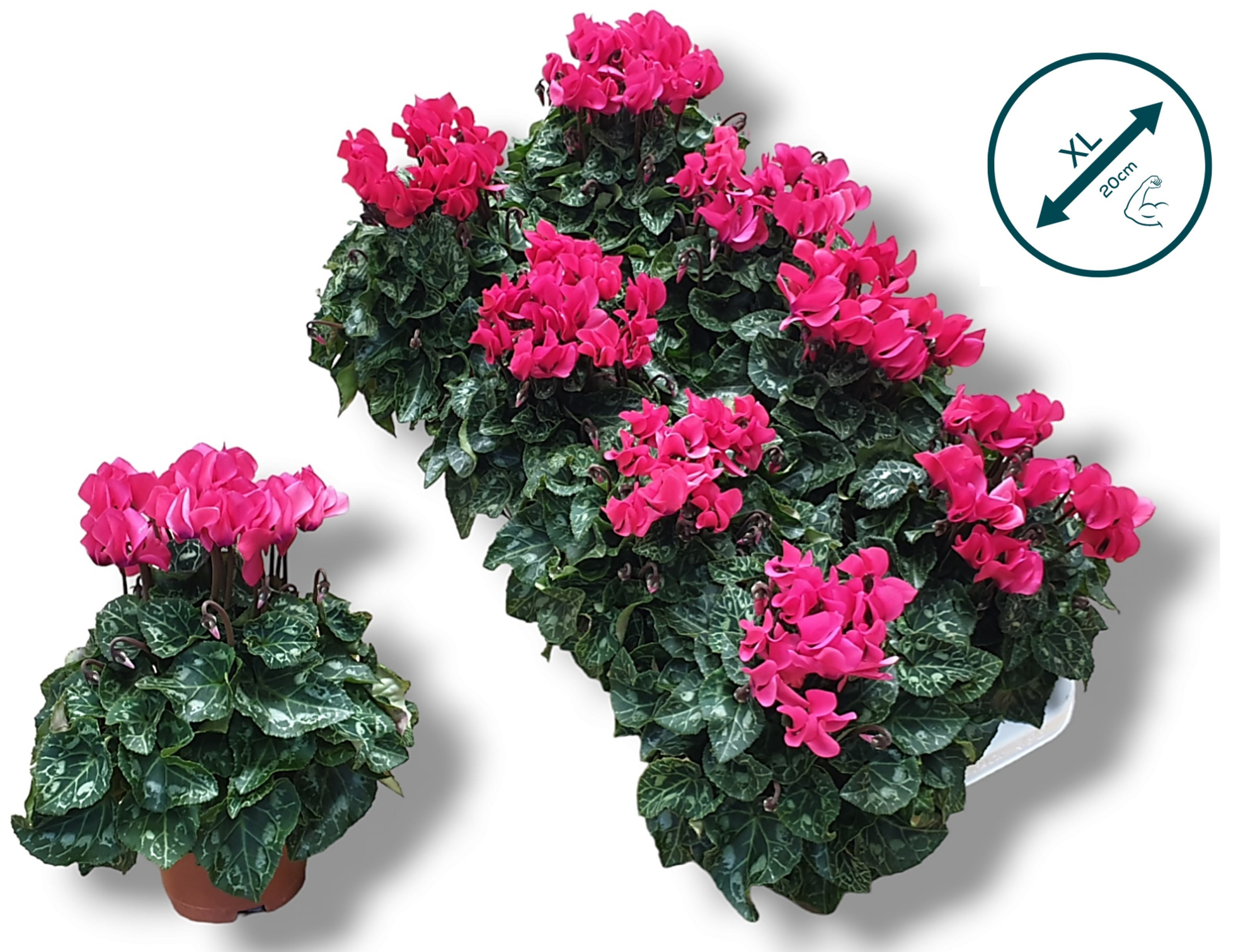 Cyclaam-ROZE, D 10,5 cm