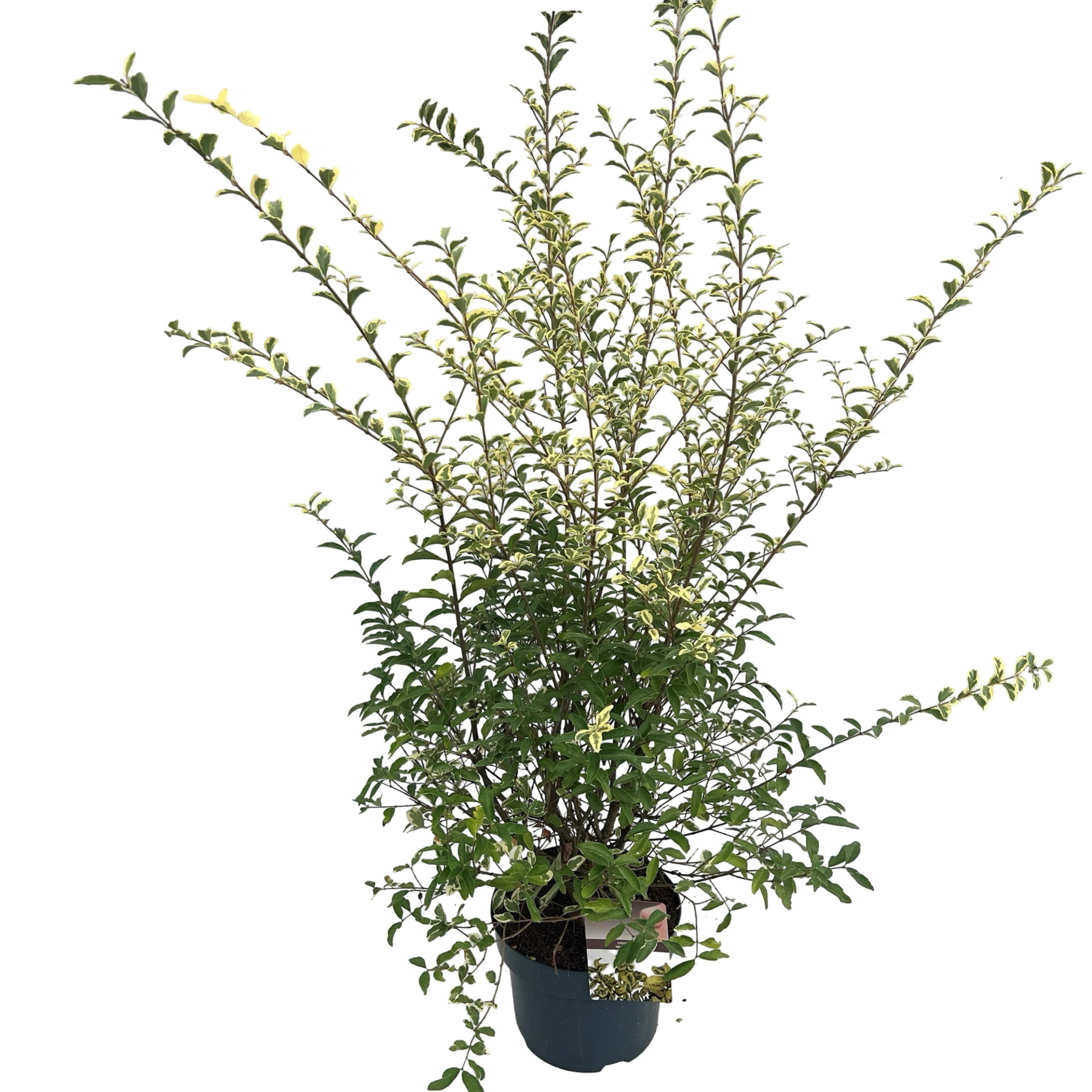 Ligustrum ibota 'Musli' ® sense, D 23 cm