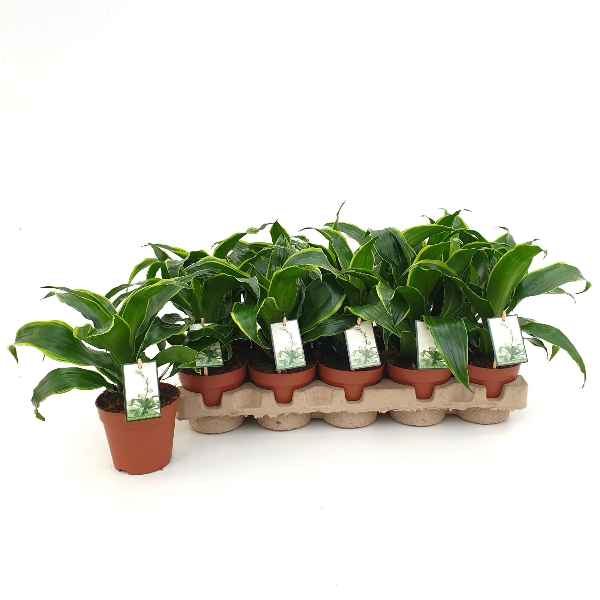 Dracaena Dorado in EcoExpert tray, D 12