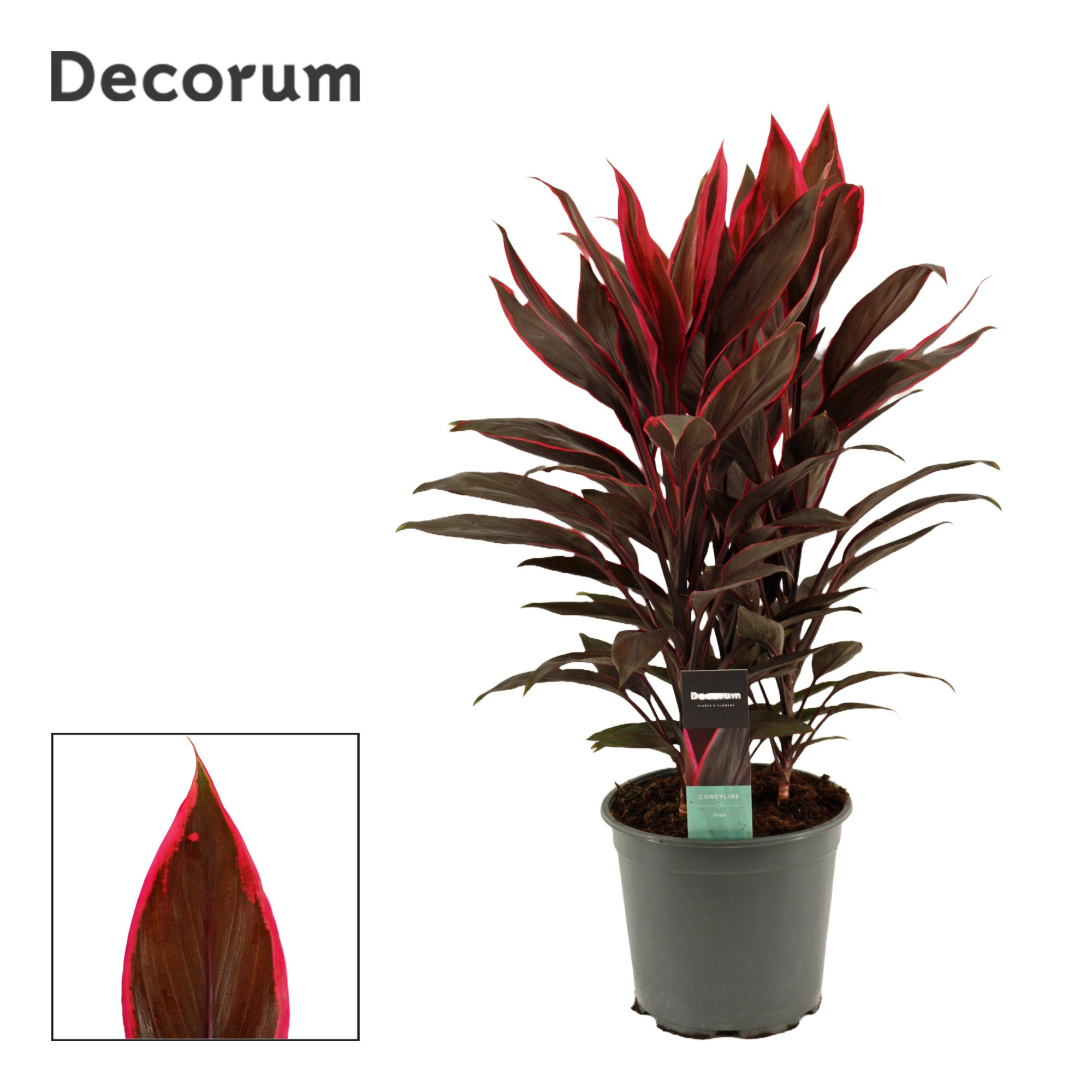 Cordyline Tango Toef 19 cm (Decorum), D 19 cm