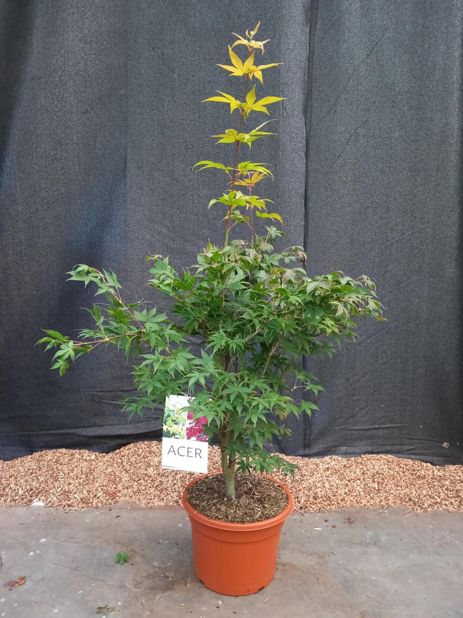 Acer palmatum Osakazuki, D 32 cm