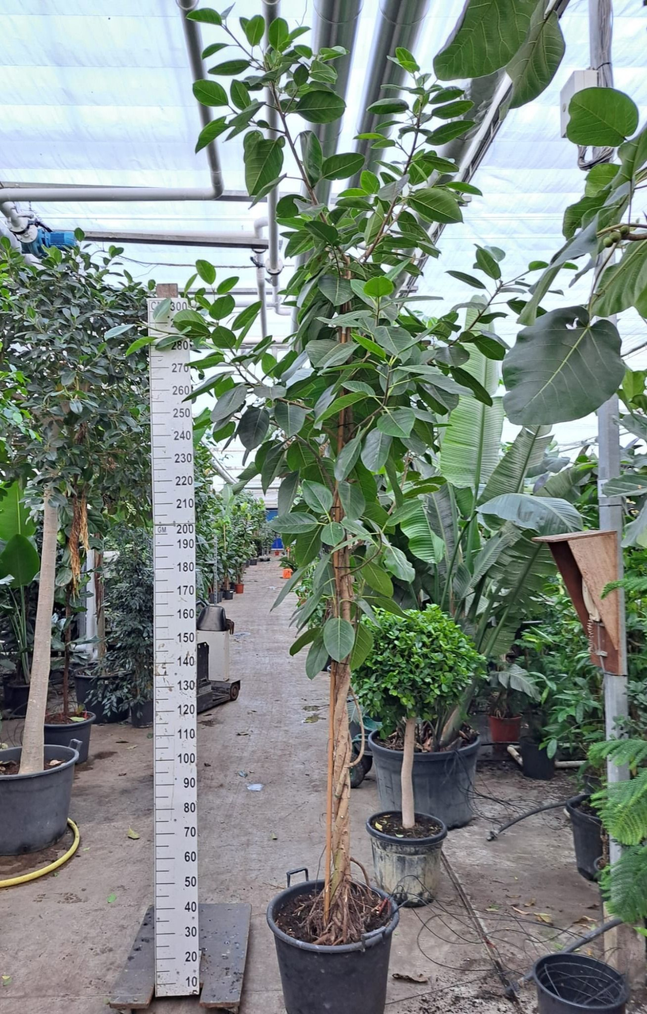 Ficus Altissima gedraaide stam 400, D 60 cm