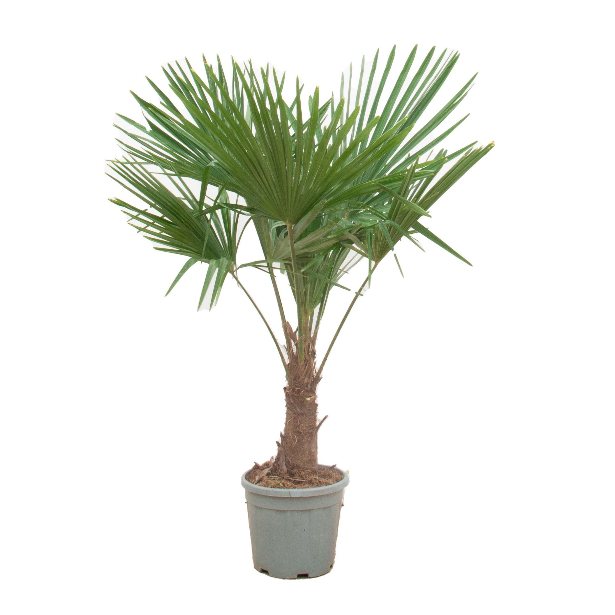 Trachycarpus Fortunei - 170cm, D 30 cm