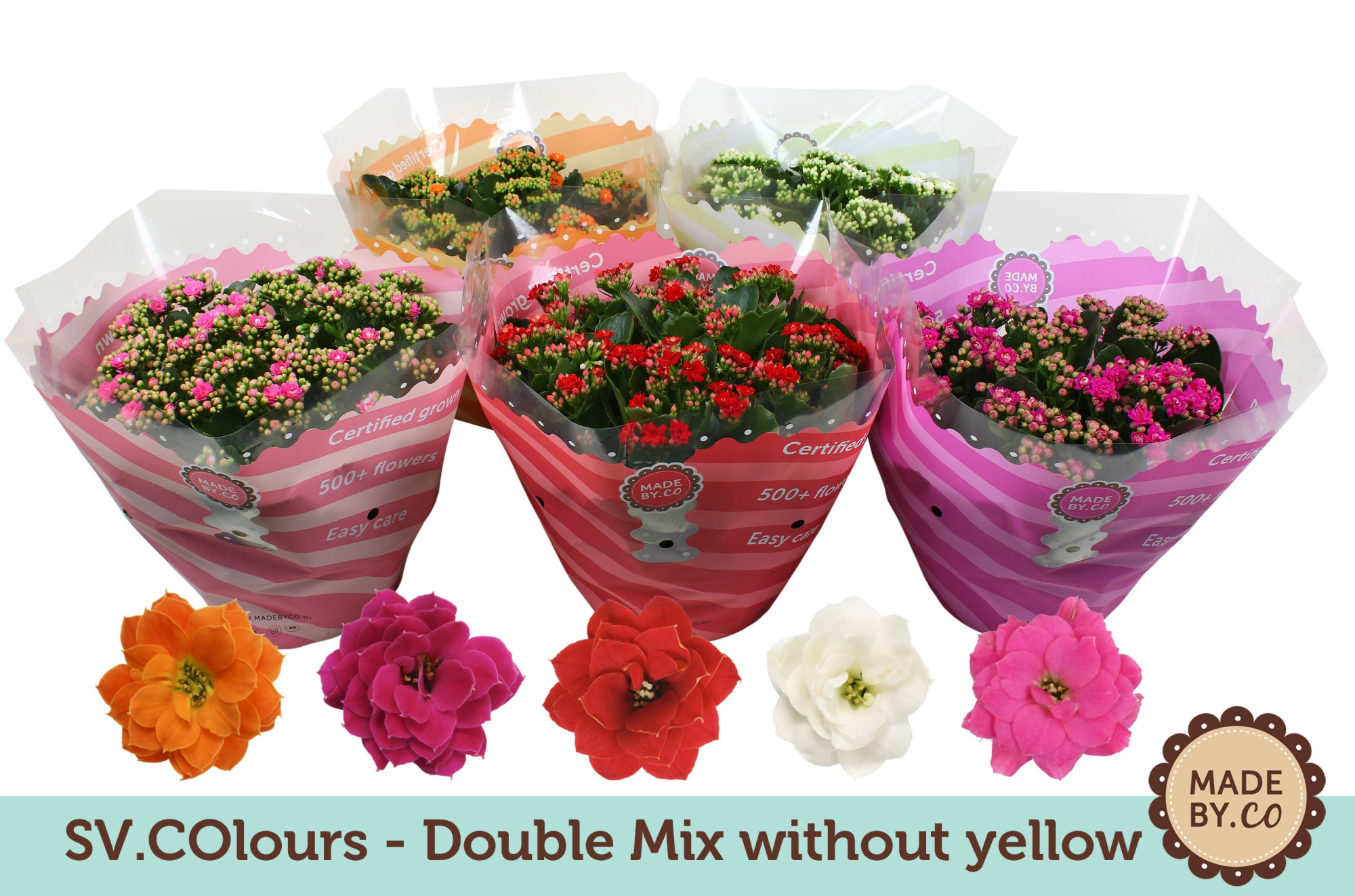 Kalanchoë Double Mix in SV.COloursleeve - without yellow, D 23 cm