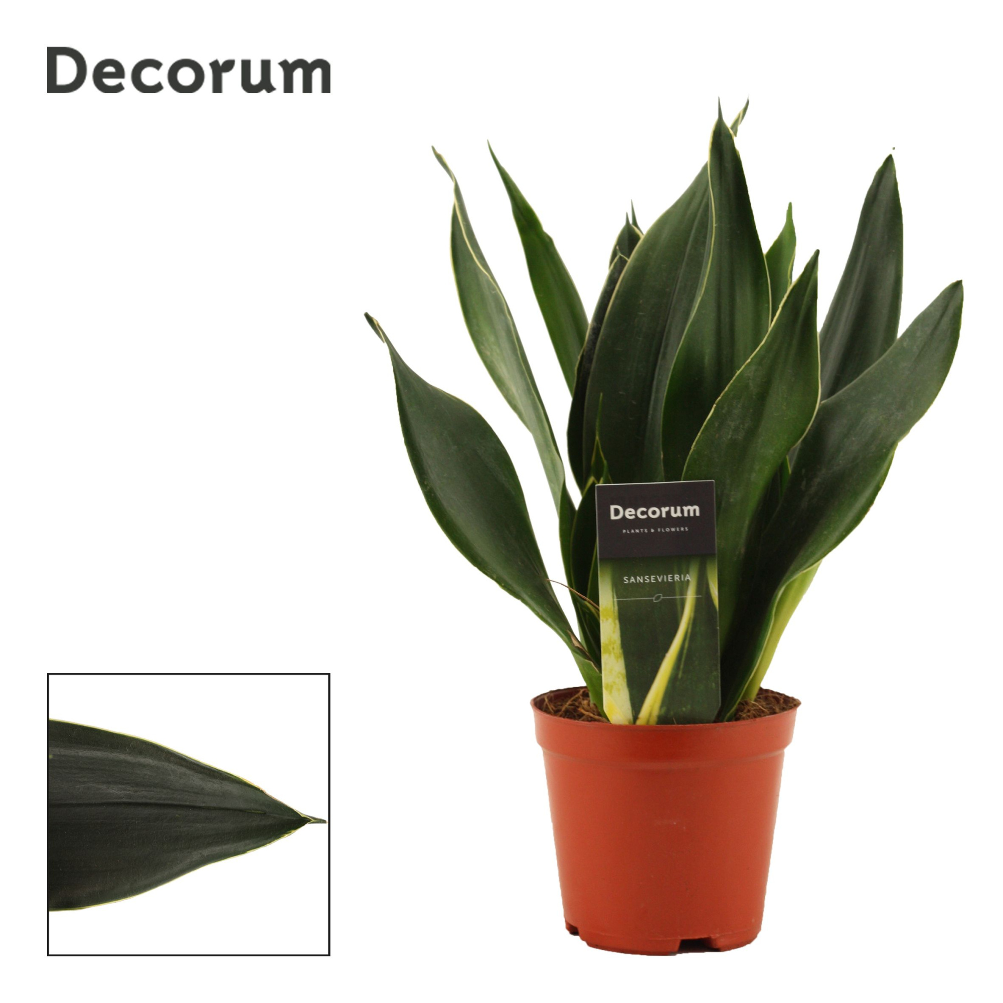 Sansevieria Black Diamond 12 cm (Decorum), D 12 cm