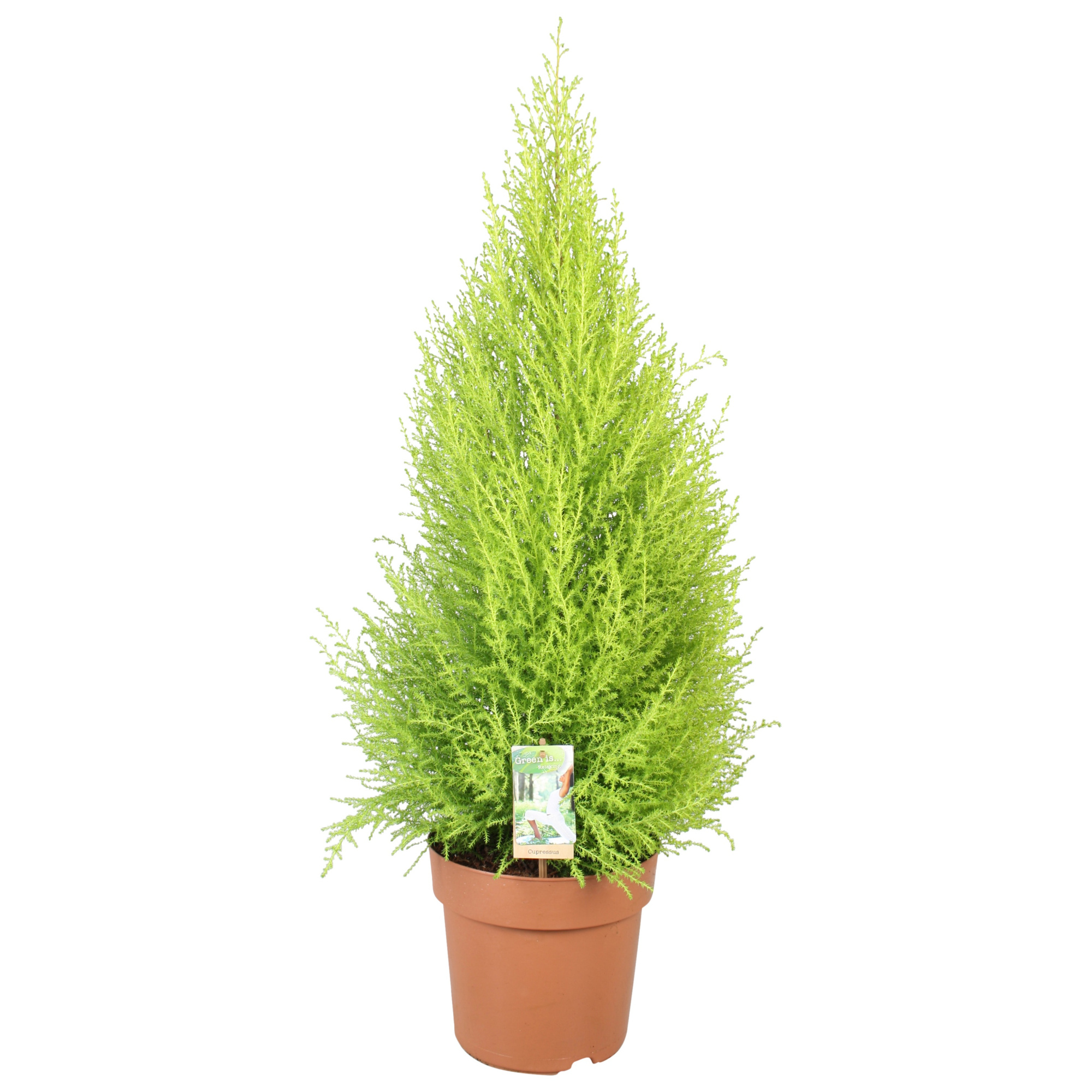 Cupressus Goldcrest Wilma - hoogte 80-90, D 21