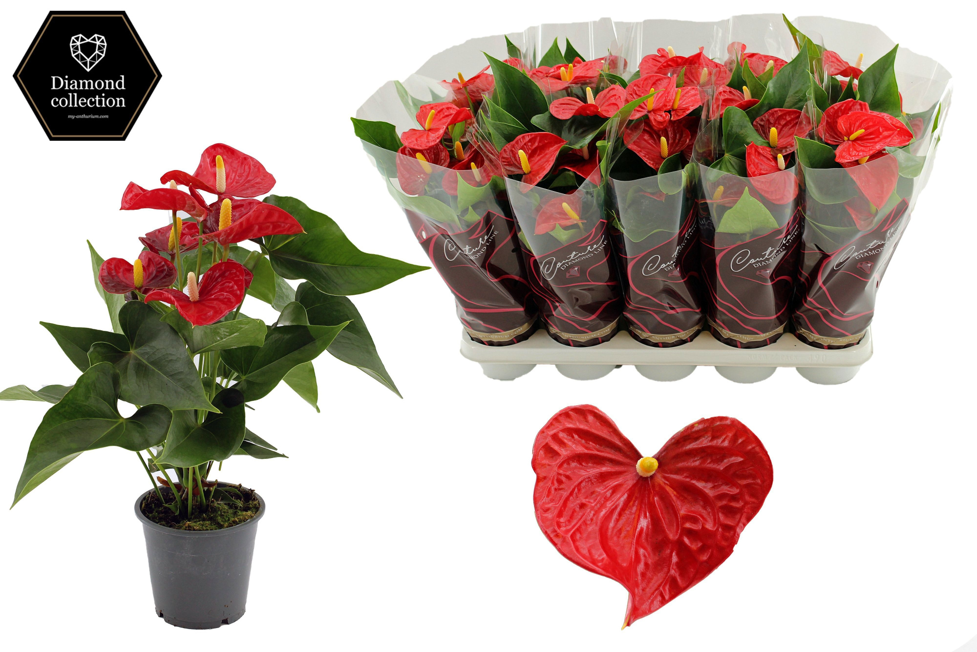 Anthurium 12 cm Aristo in Couture Diamond Line Purple sleeve, D 12 cm