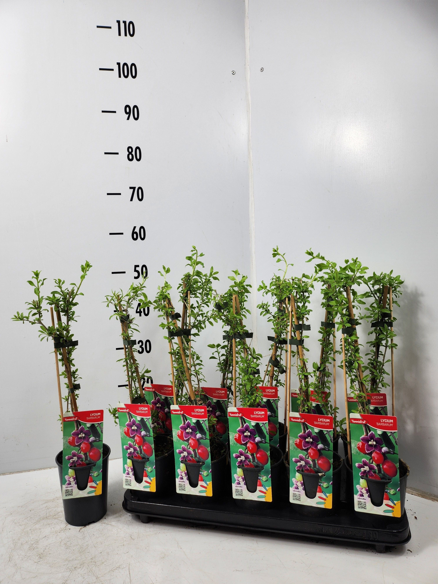 Lycium Barbarum, D 12 cm