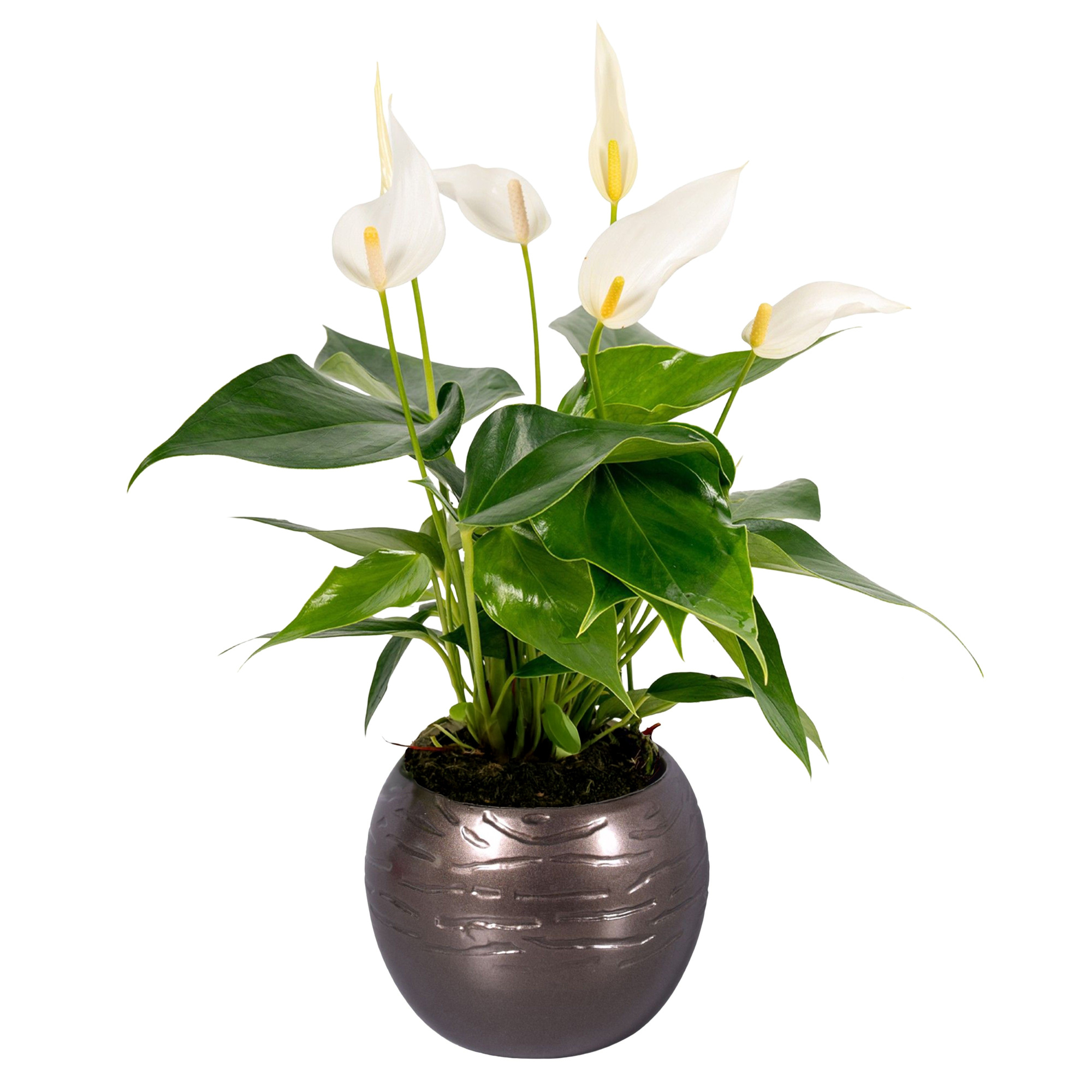 Anthurium Lilli White in bolpot goud, D 10