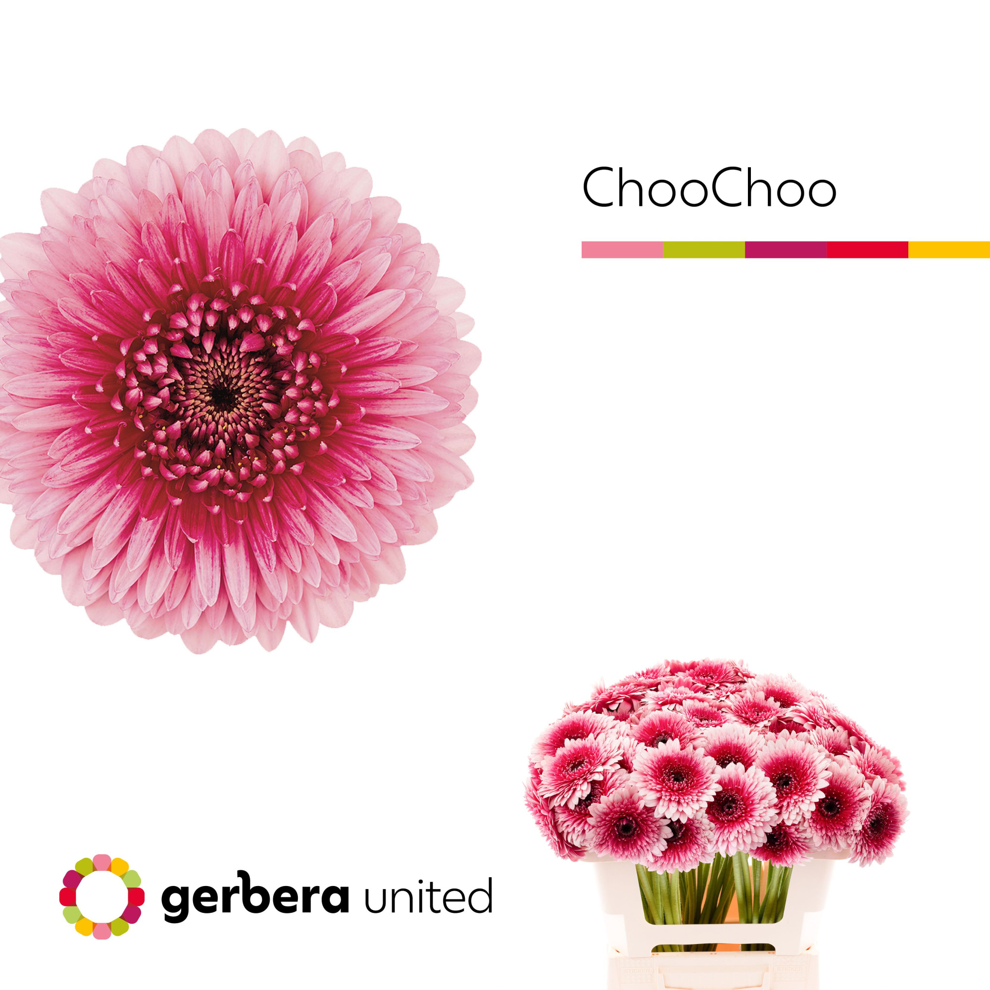 Гермини Помпон Болеро ЧуЧу, шт.